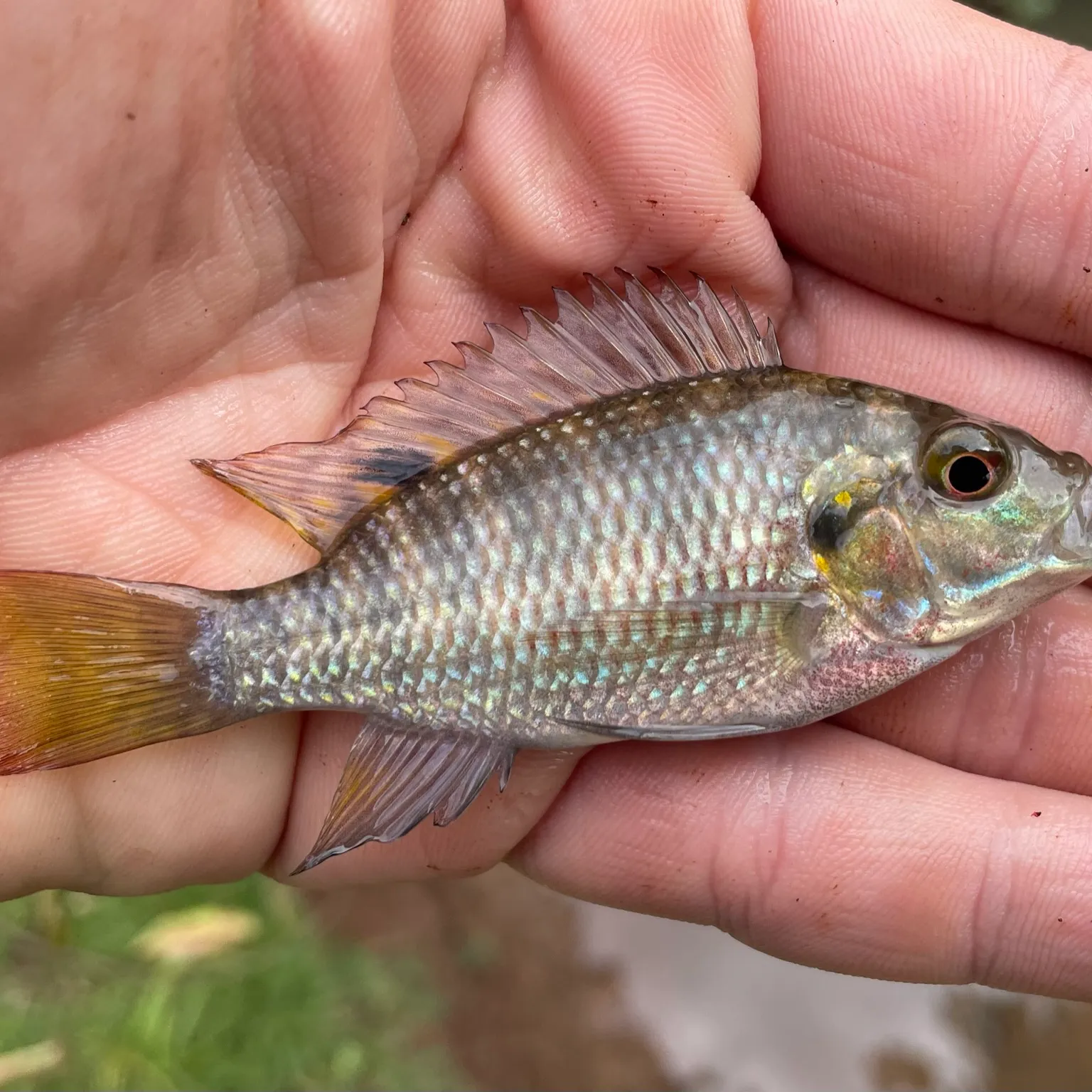 The most popular recent Redbelly tilapia catch on Fishbrain