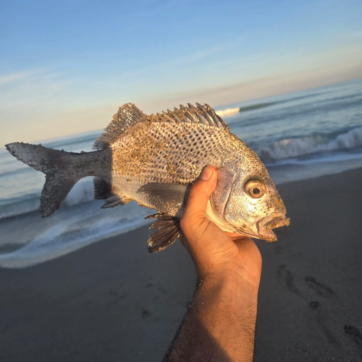 The most popular recent Black margate catch on Fishbrain