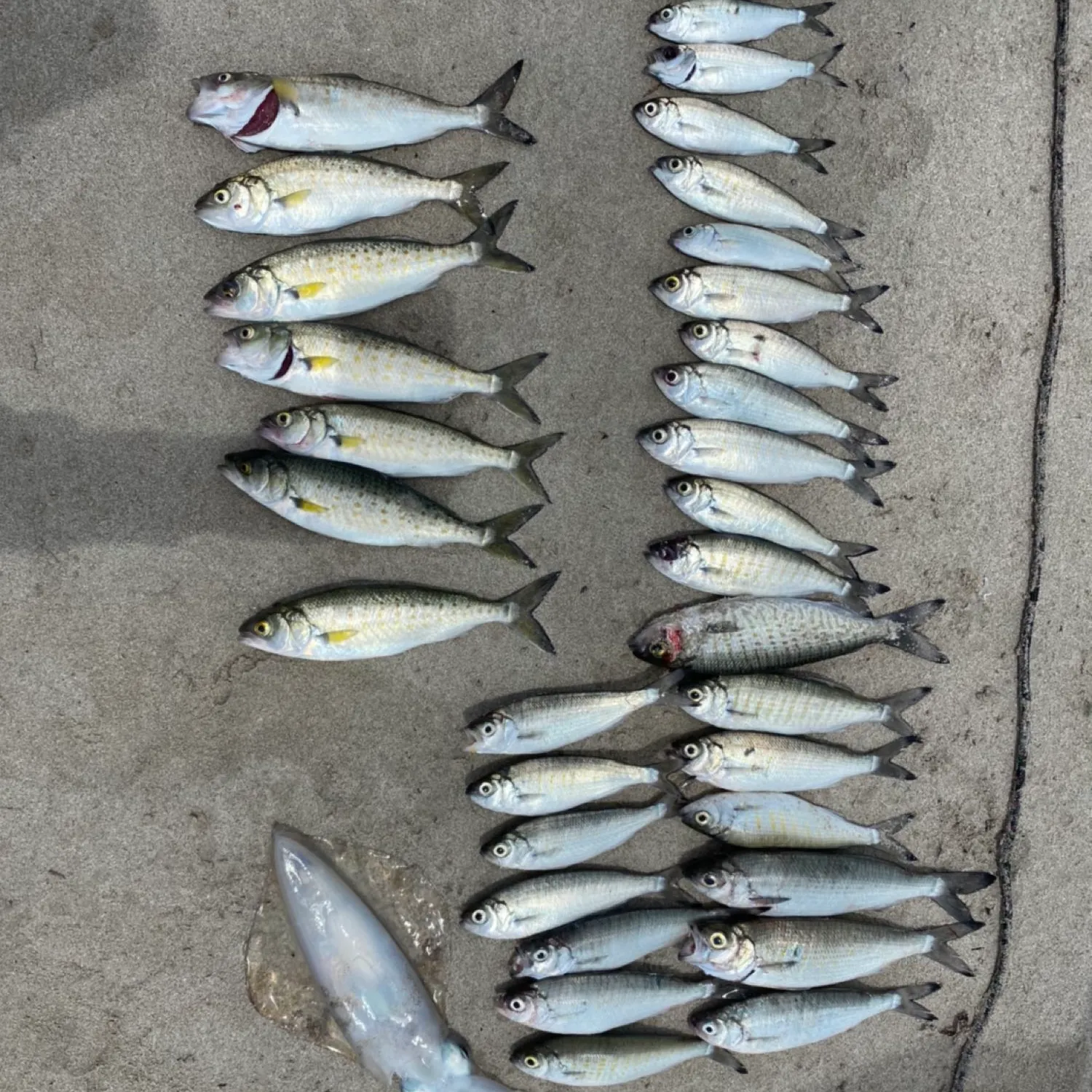 recently logged catches