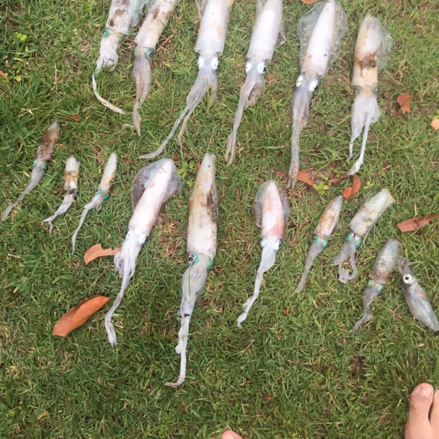 recently logged catches