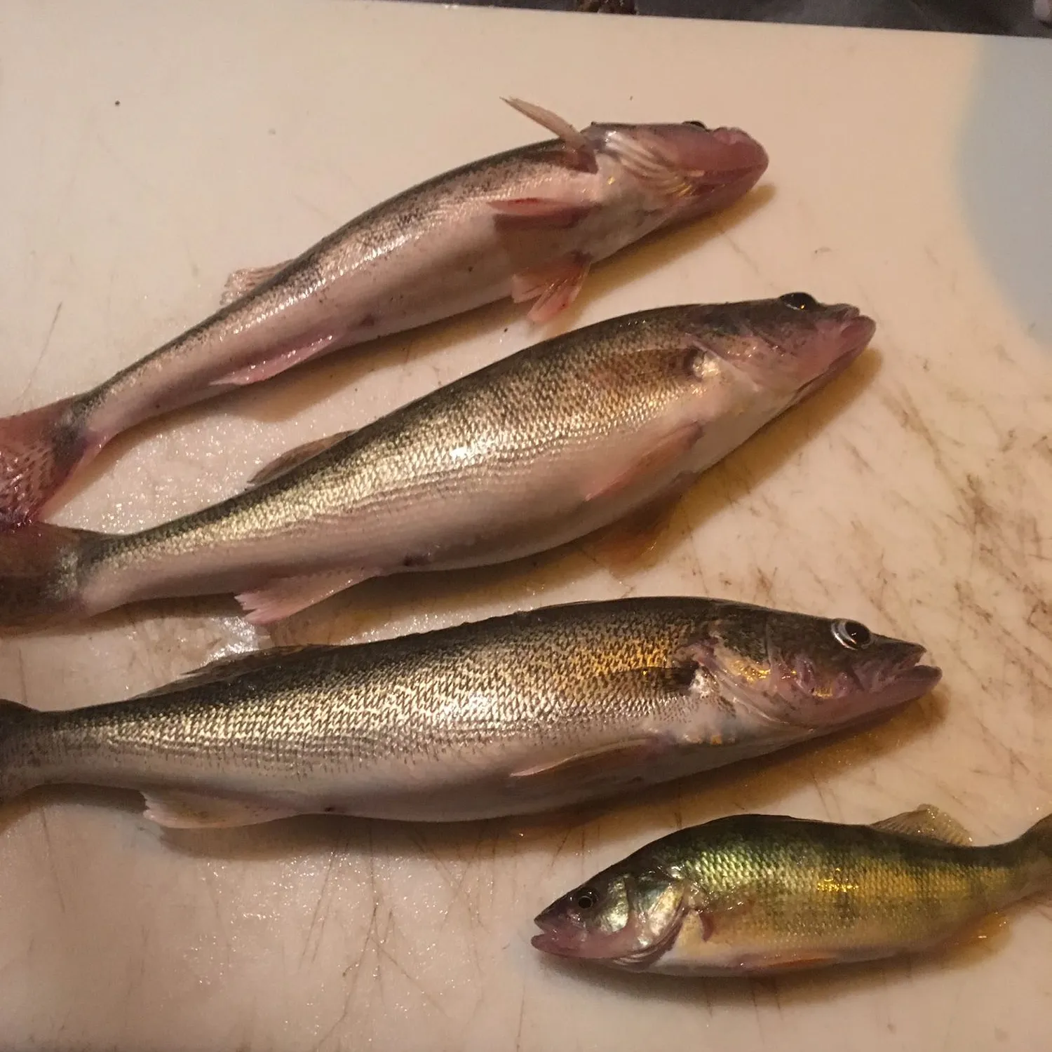 recently logged catches