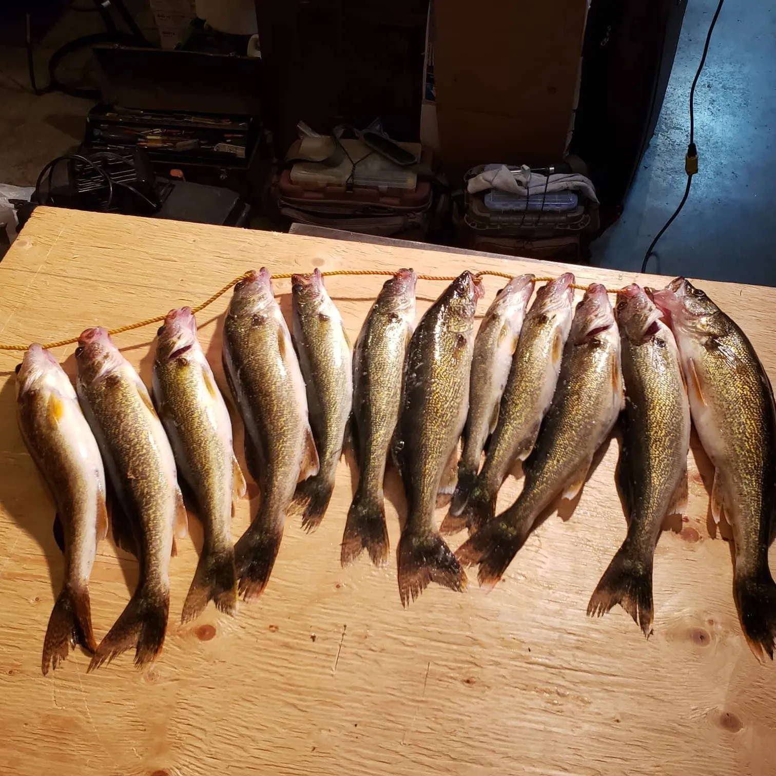 recently logged catches