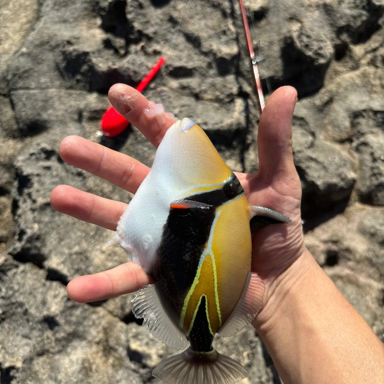 The most popular recent Wedge-tail triggerfish catch on Fishbrain