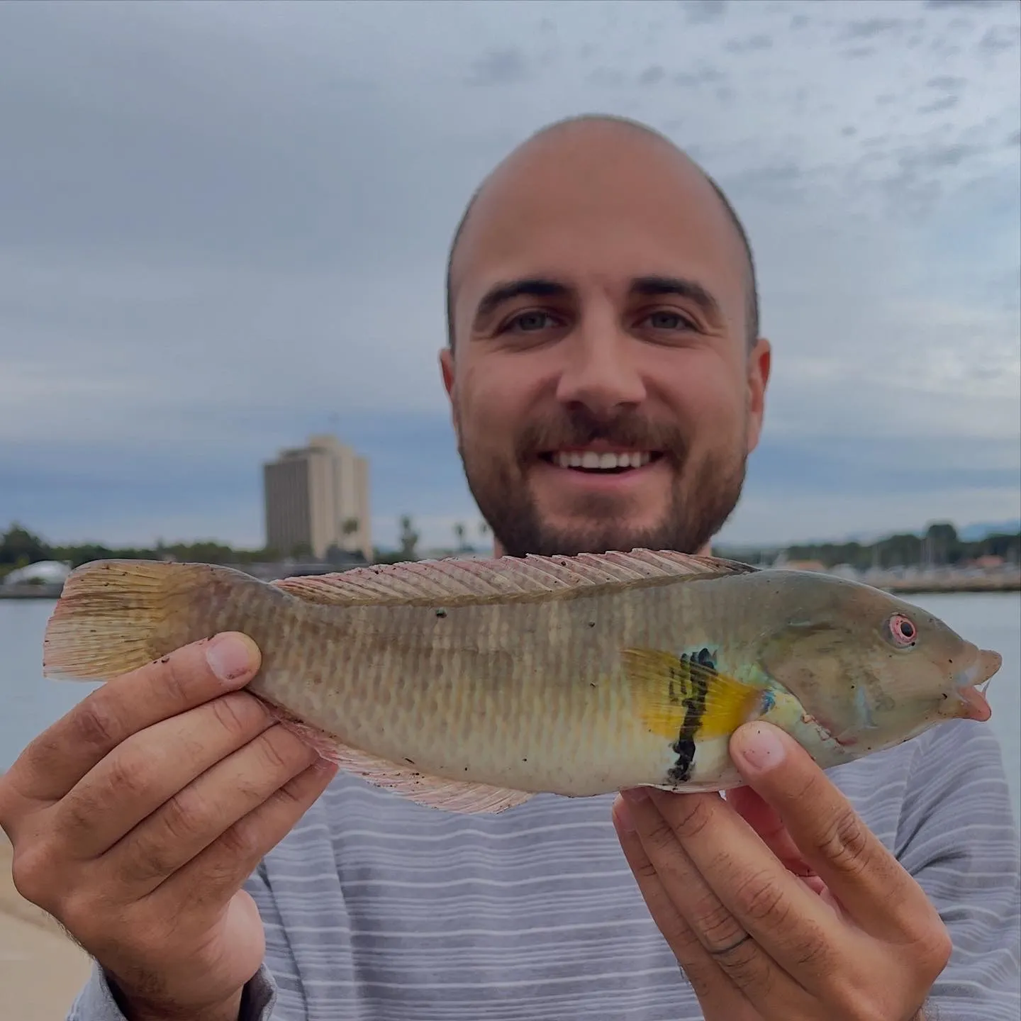 The most popular recent Rock wrasse catch on Fishbrain