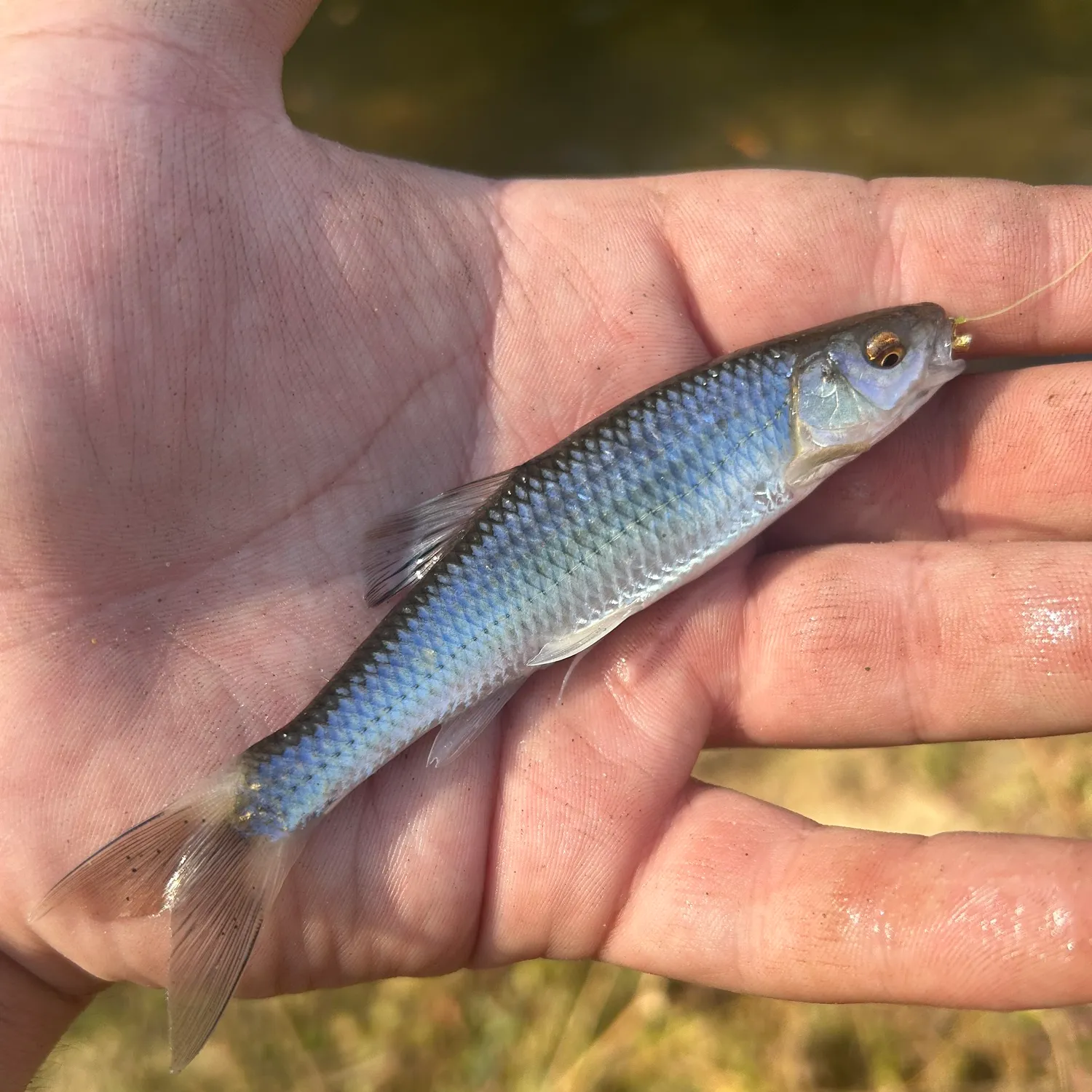 The most popular recent Whitetail shiner catch on Fishbrain