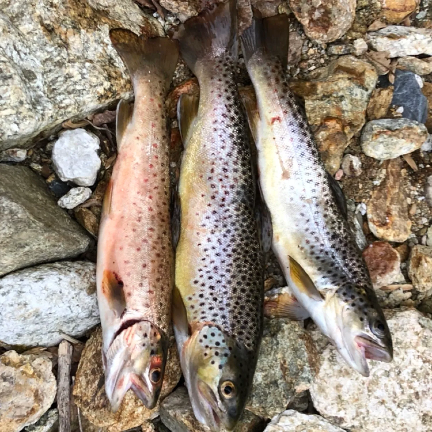 recently logged catches