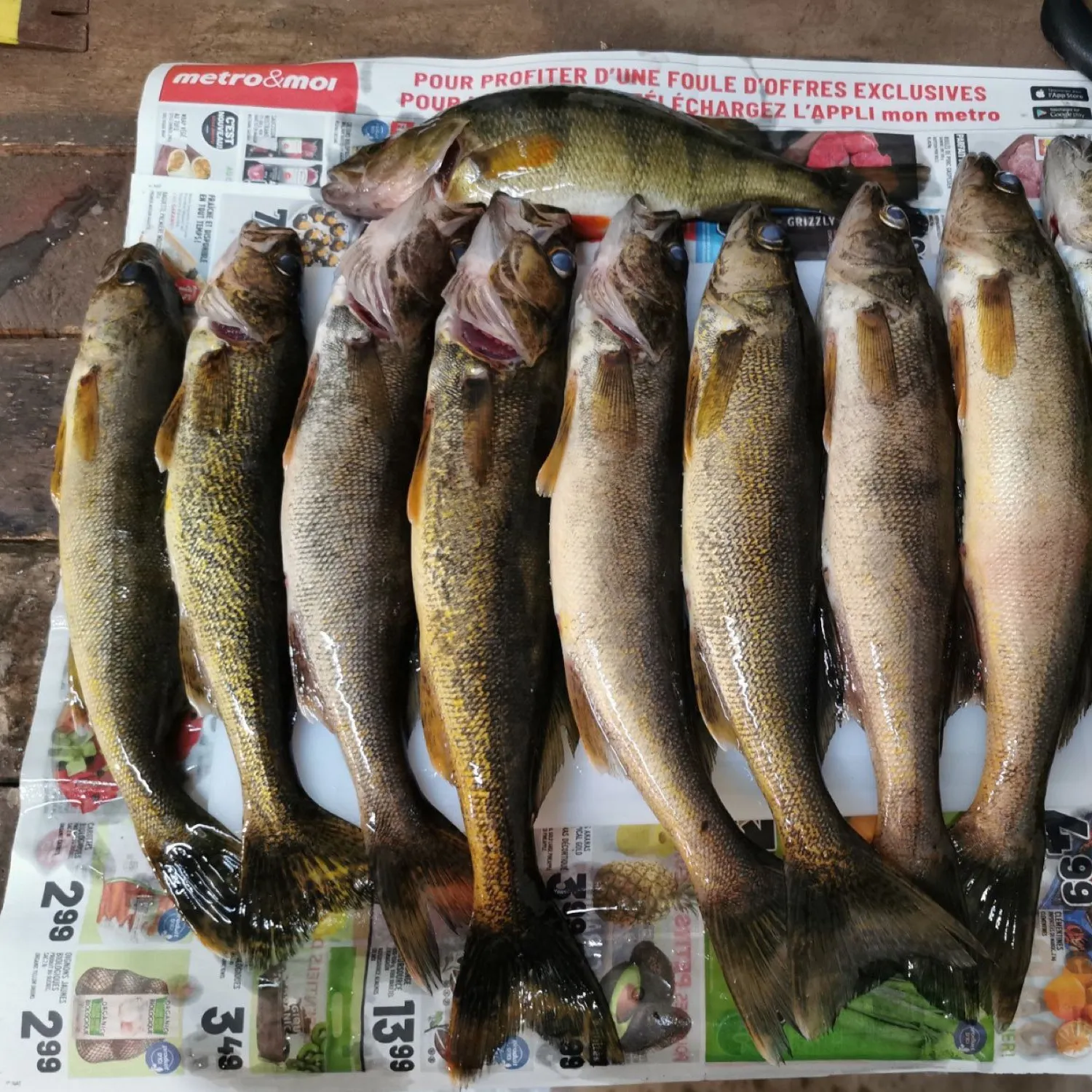 recently logged catches