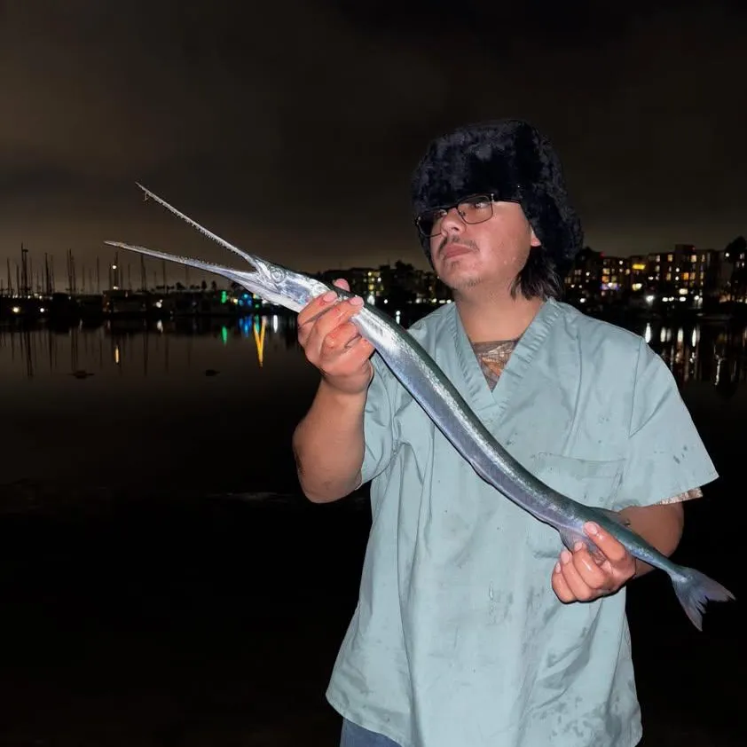 The most popular recent Atlantic needlefish catch on Fishbrain