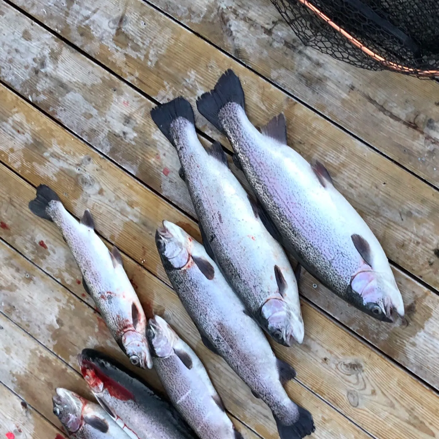 recently logged catches