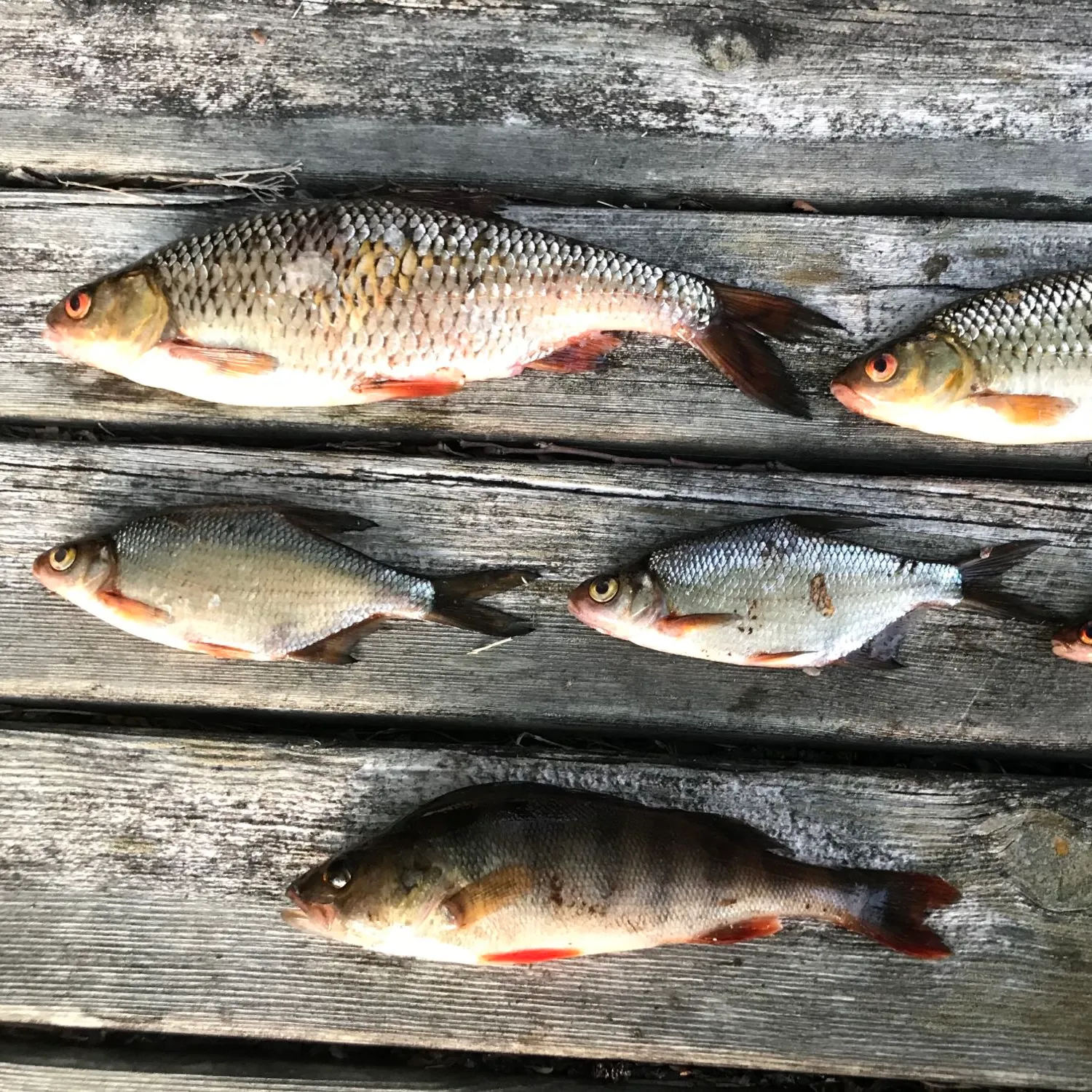 recently logged catches