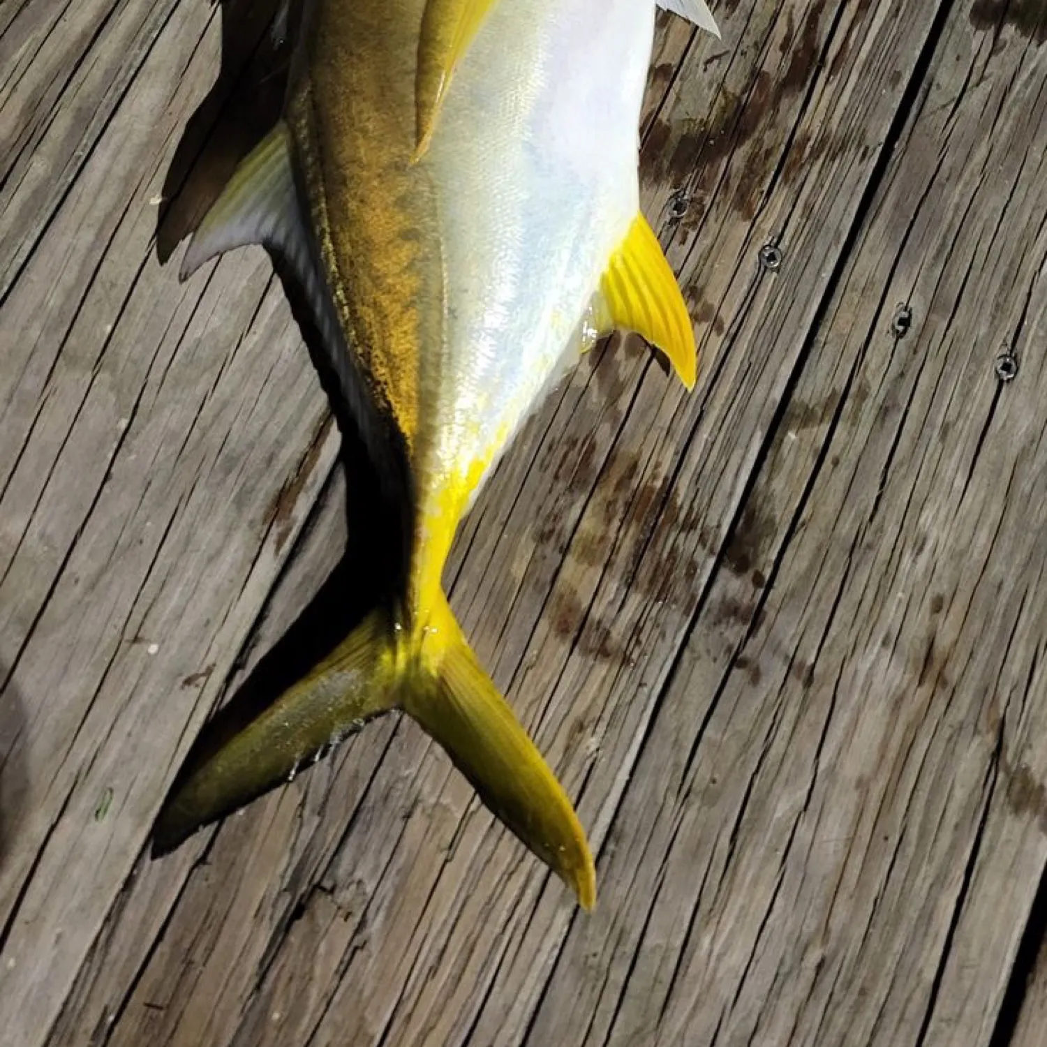 The most popular recent Pacific crevalle jack catch on Fishbrain