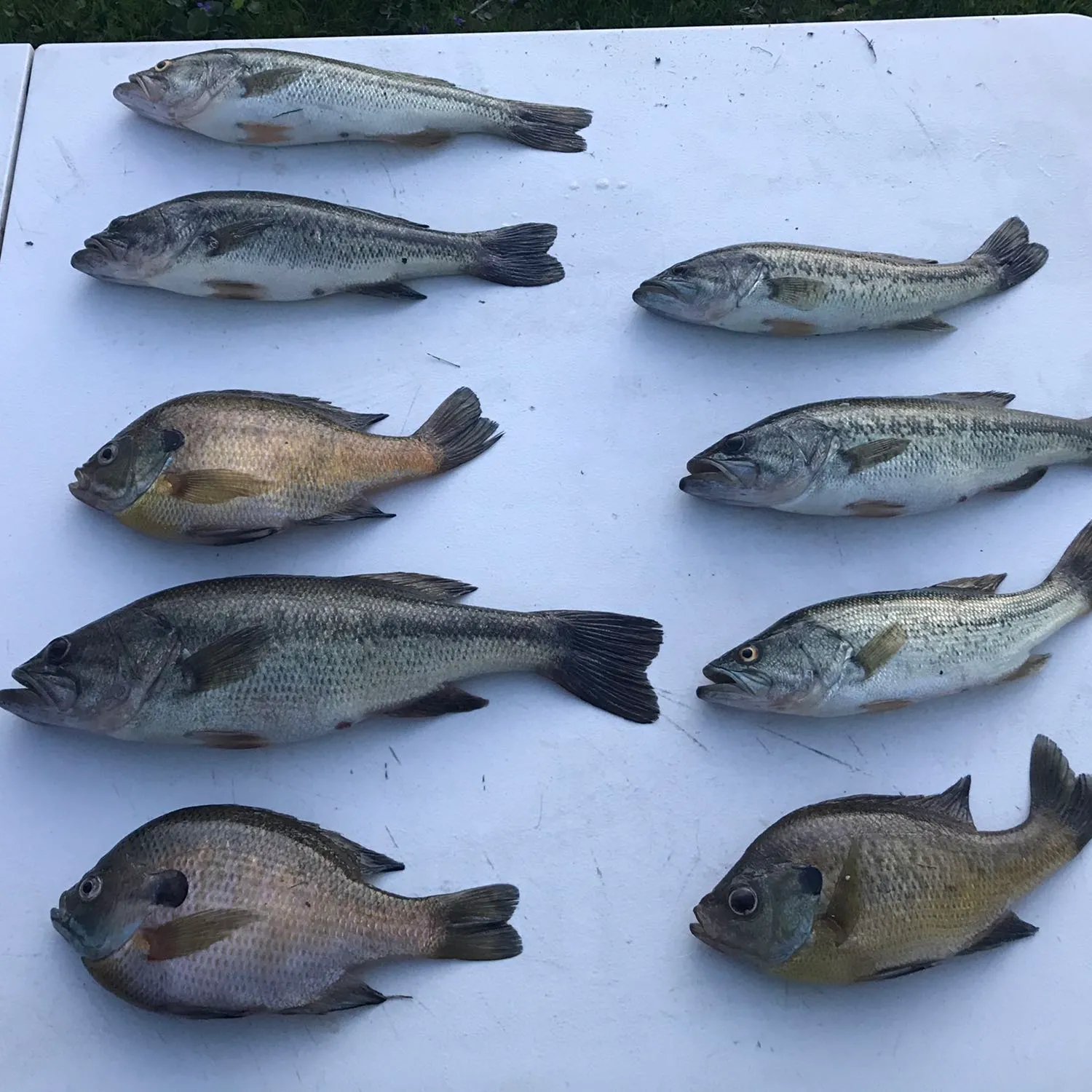 recently logged catches