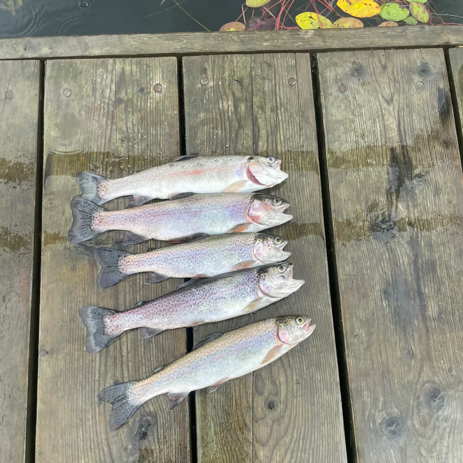 recently logged catches