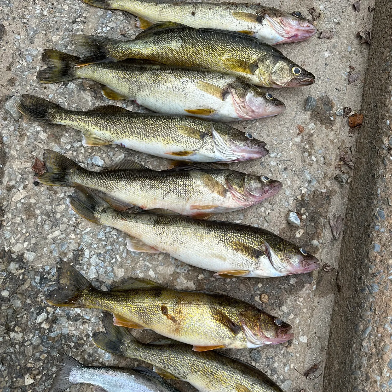 recently logged catches