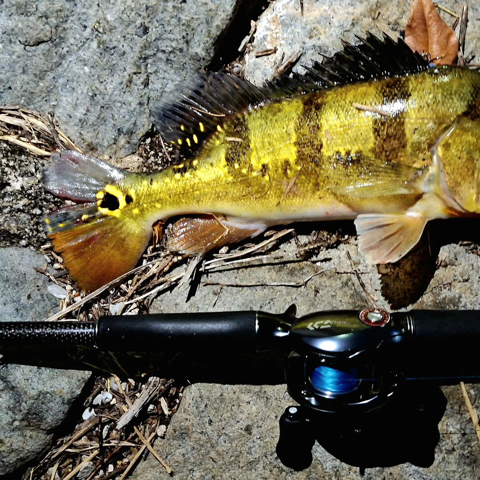 The most popular recent Monoculus peacock bass catch on Fishbrain