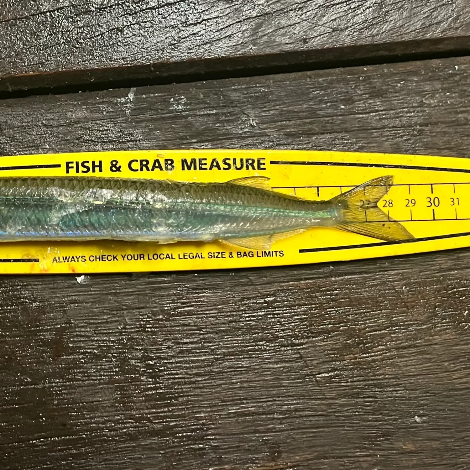 The most popular recent Eastern sea garfish catch on Fishbrain