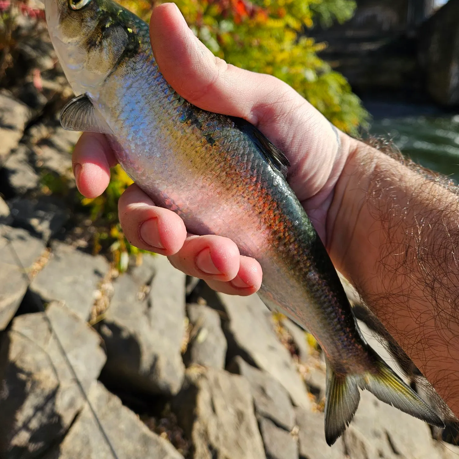 The most popular recent Skipjack shad catch on Fishbrain