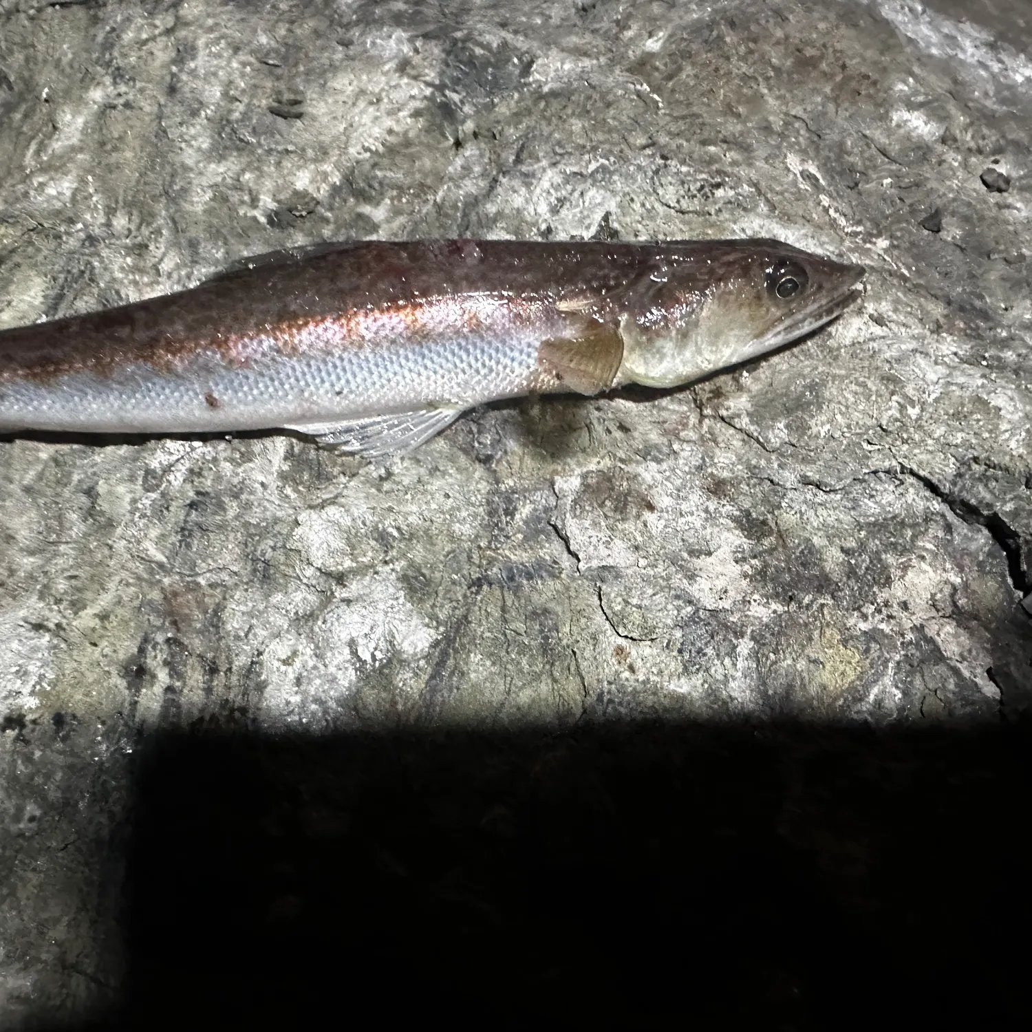 The most popular recent California lizardfish catch on Fishbrain