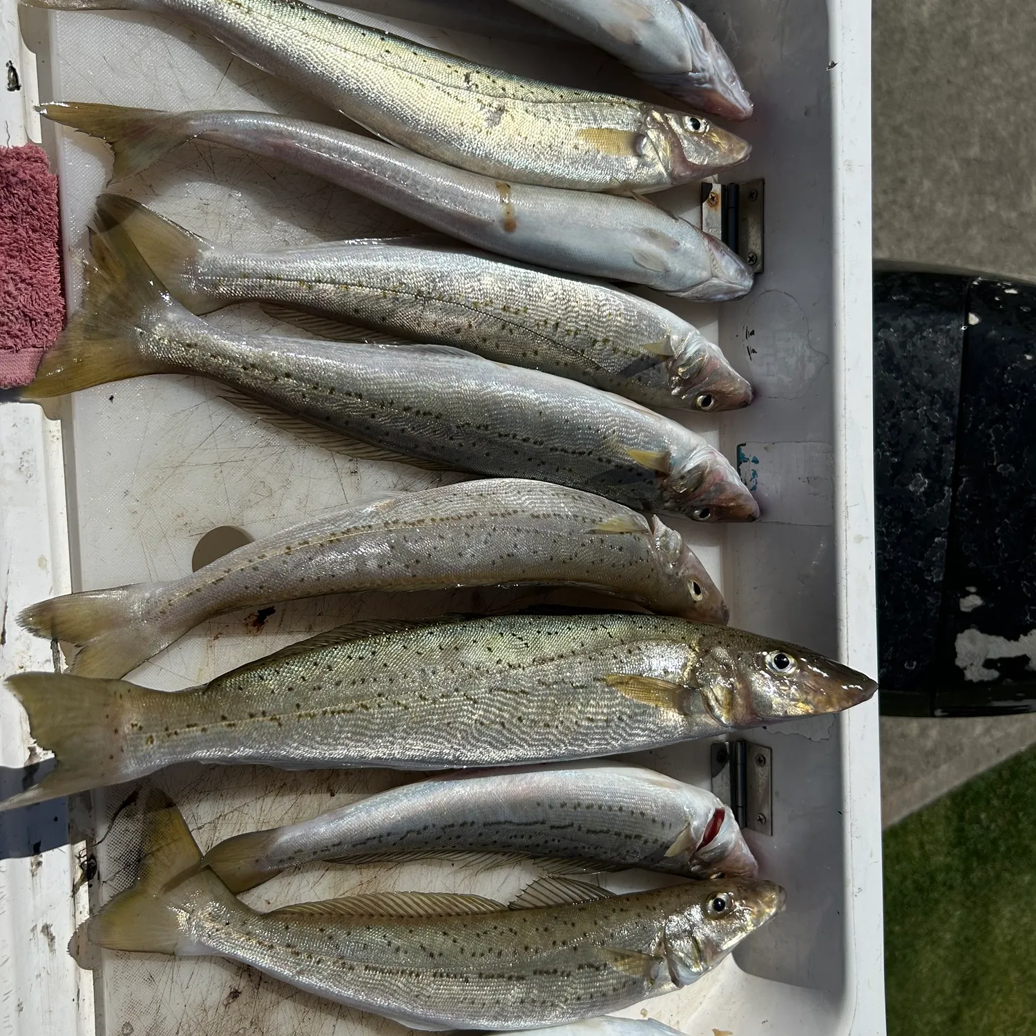 The most popular recent King George whiting catch on Fishbrain