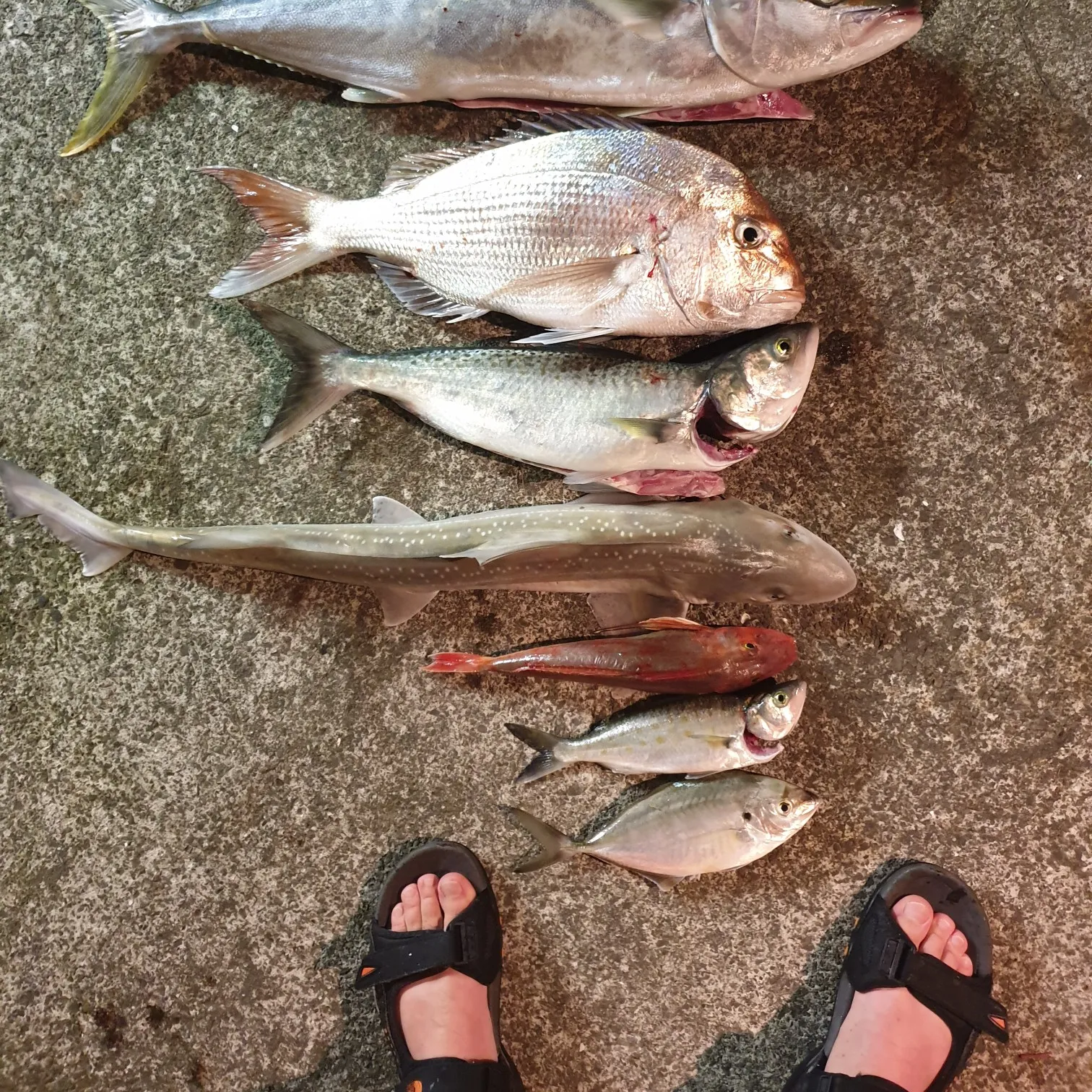 recently logged catches