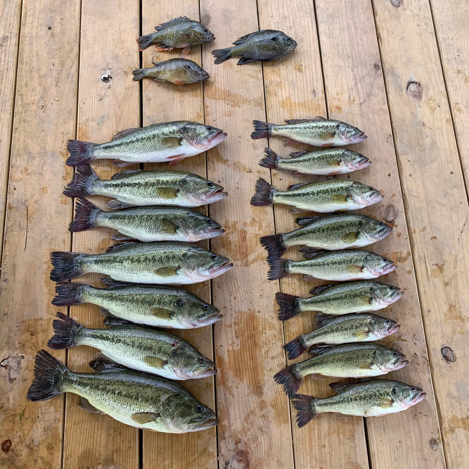 recently logged catches