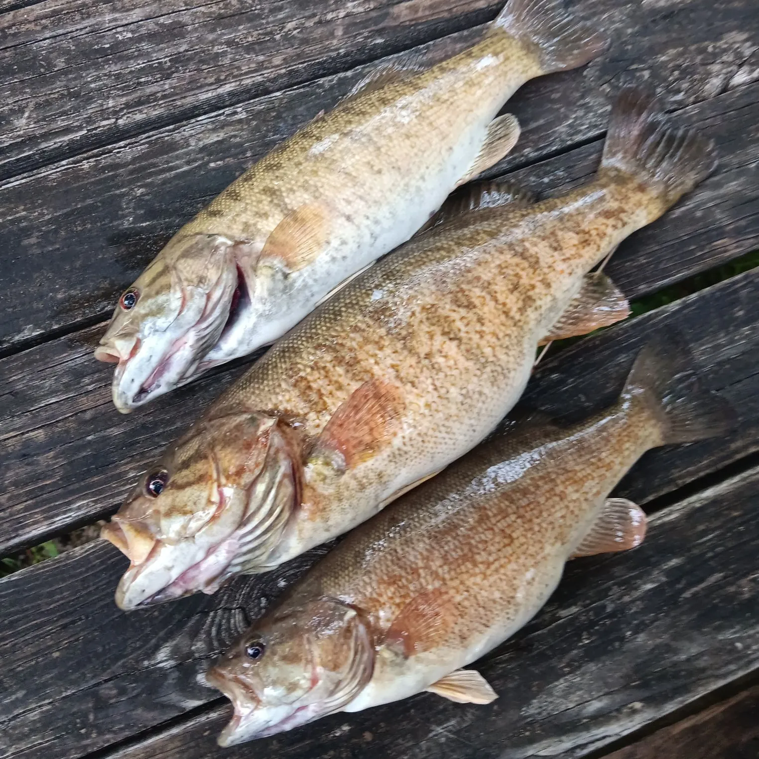 recently logged catches