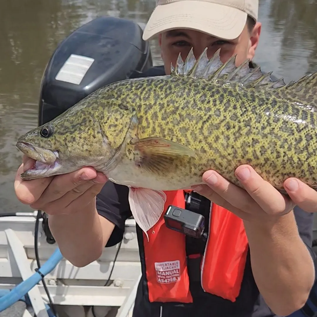 The most popular recent Murray cod catch on Fishbrain