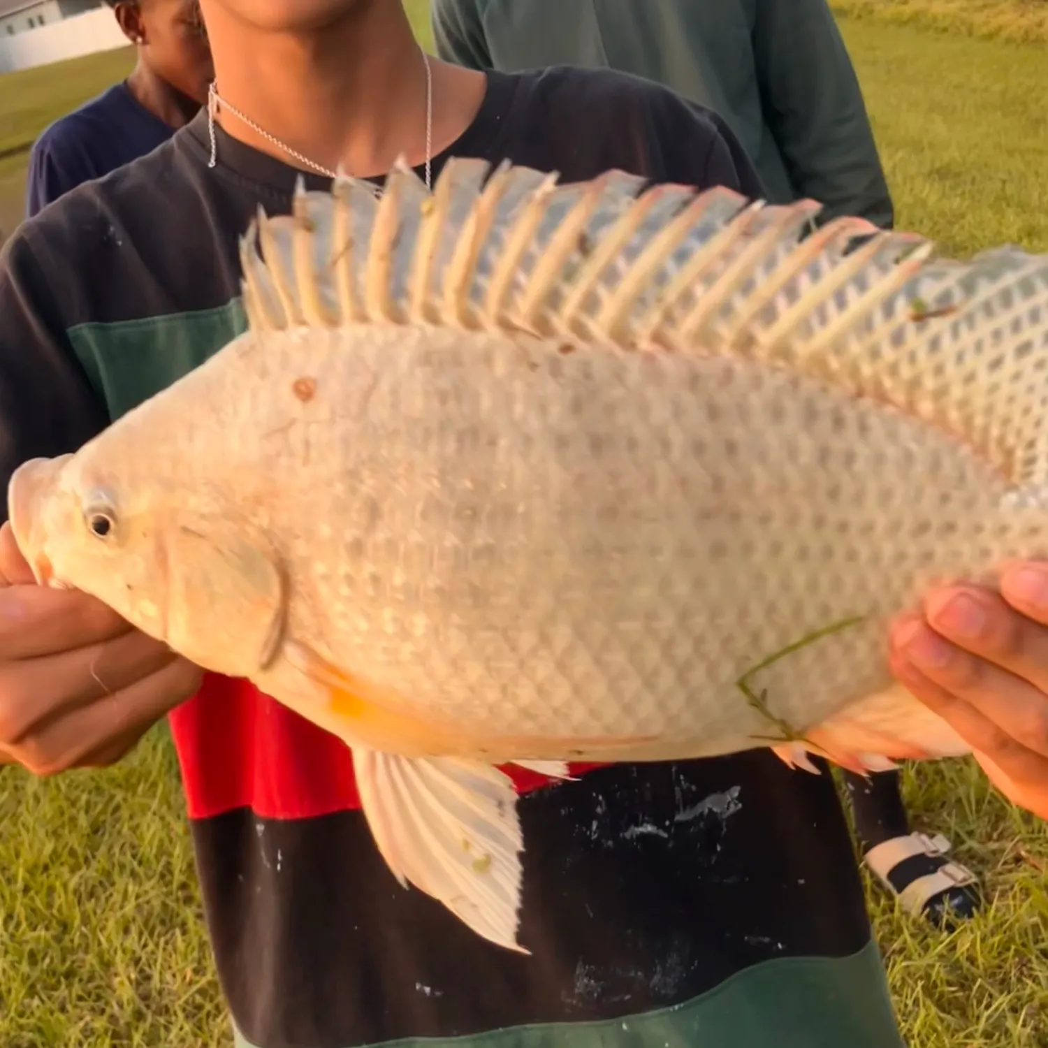 The most popular recent Red tilapia catch on Fishbrain