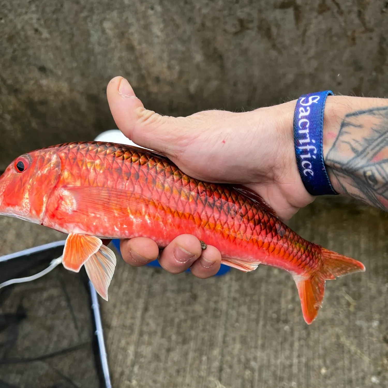 The most popular recent Striped red mullet catch on Fishbrain