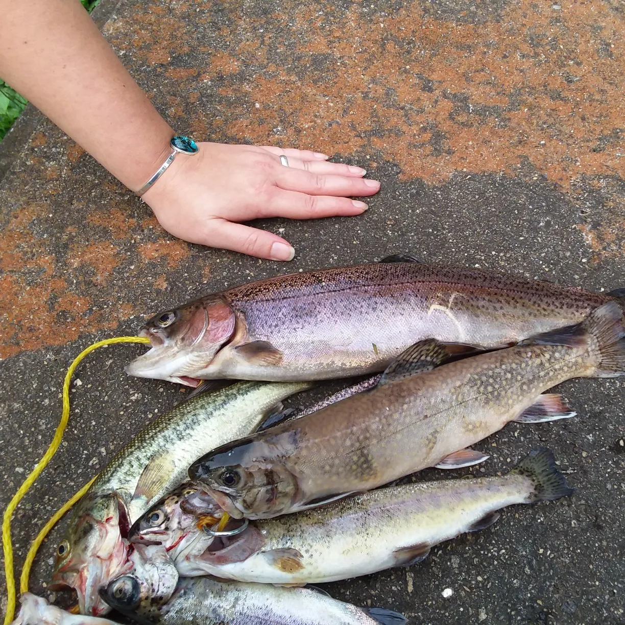 recently logged catches