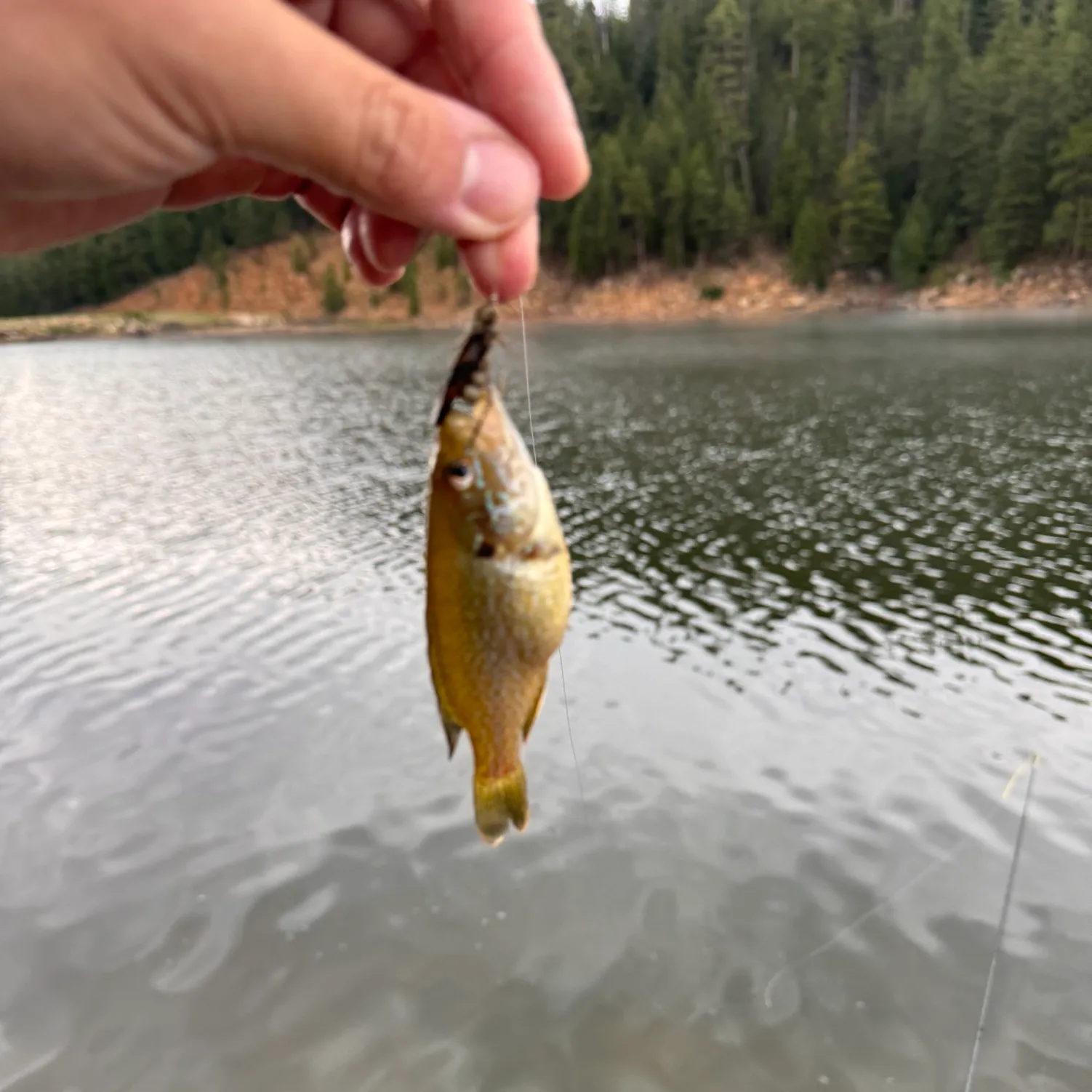 ᐅ Knoll Lake fishing reports🎣• Payson, AZ (United States) fishing