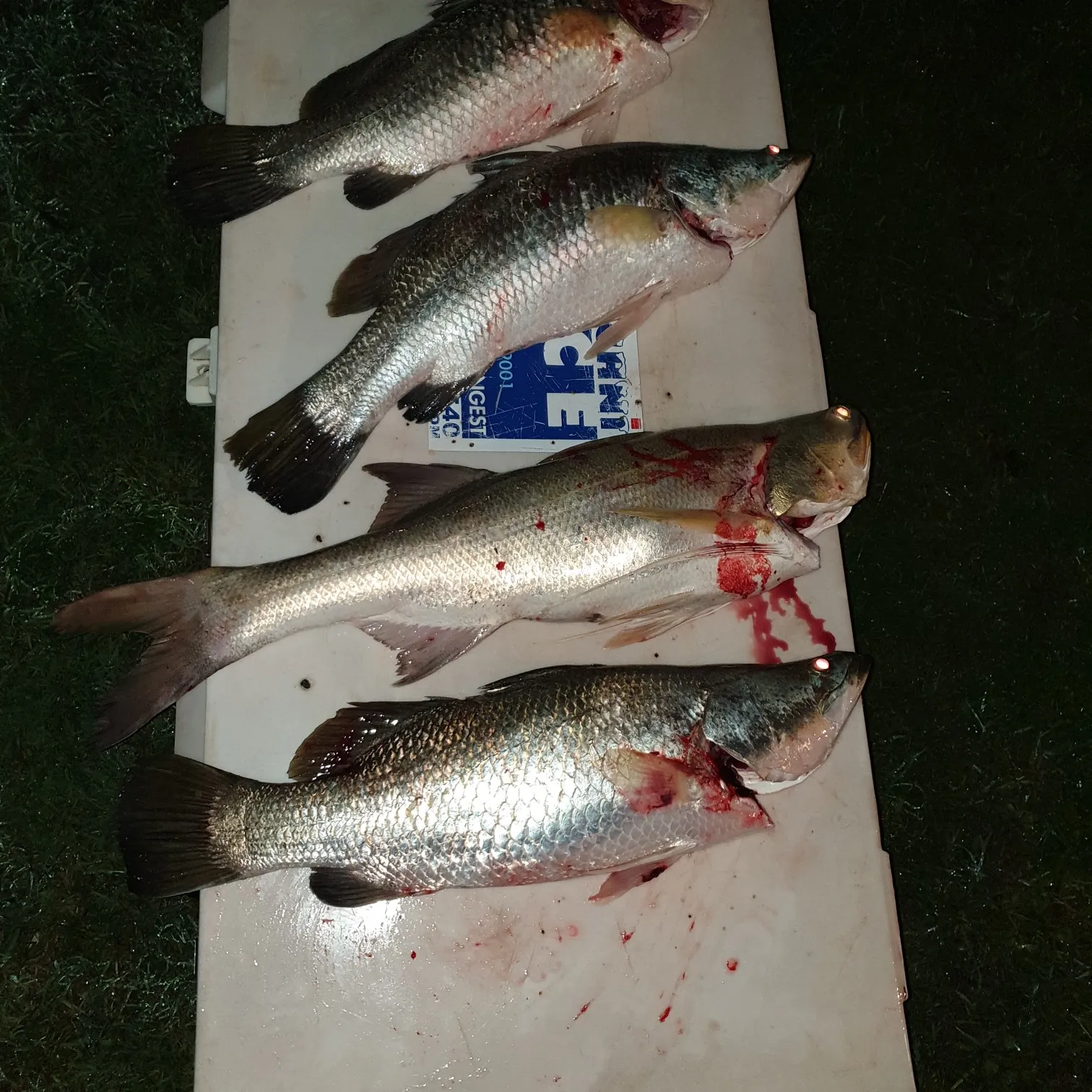 recently logged catches