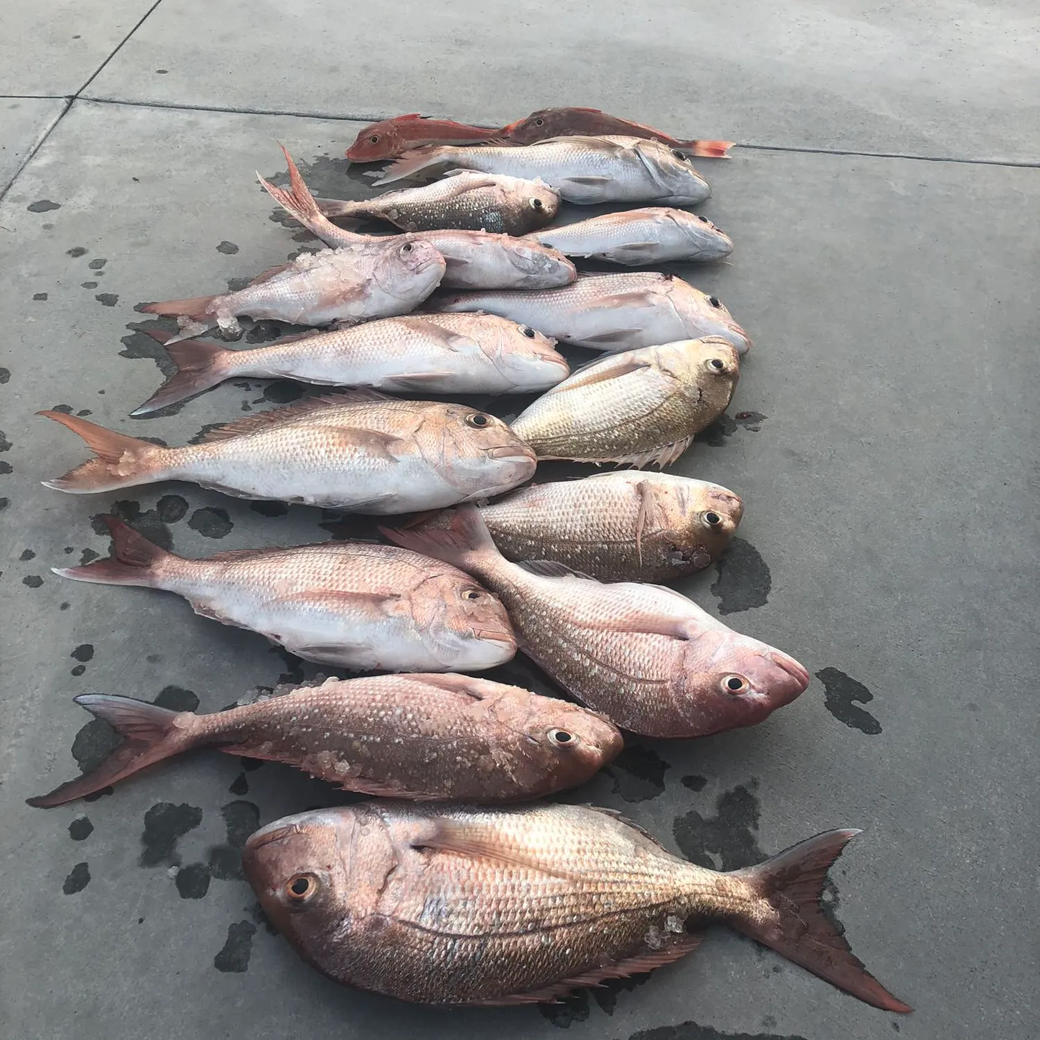 recently logged catches