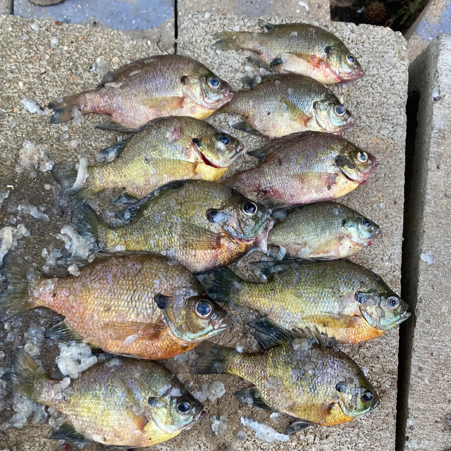 recently logged catches