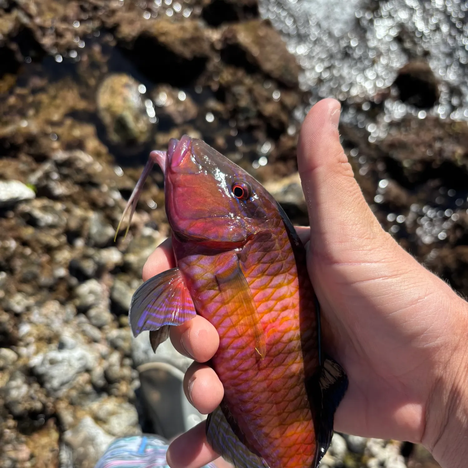 The most popular recent Manybar goatfish catch on Fishbrain