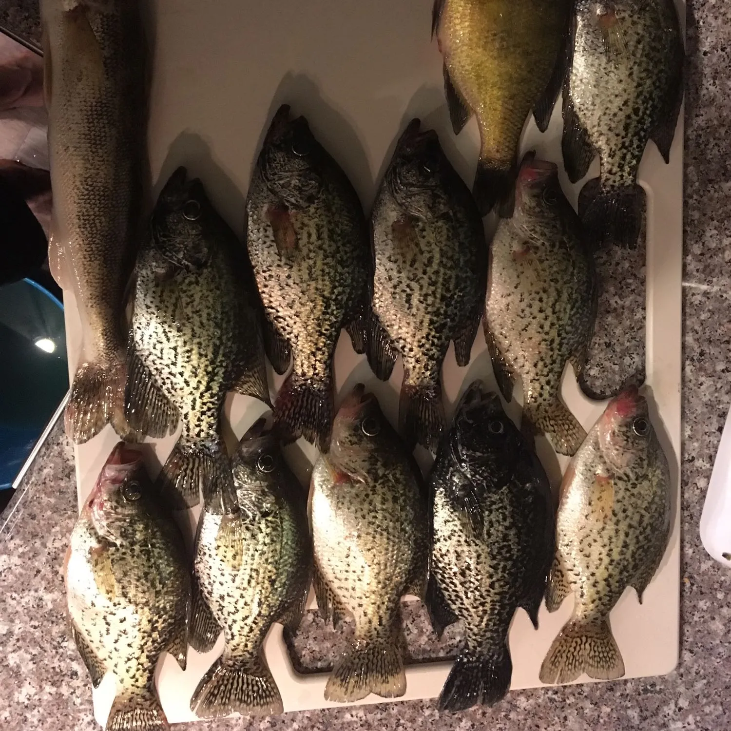 recently logged catches