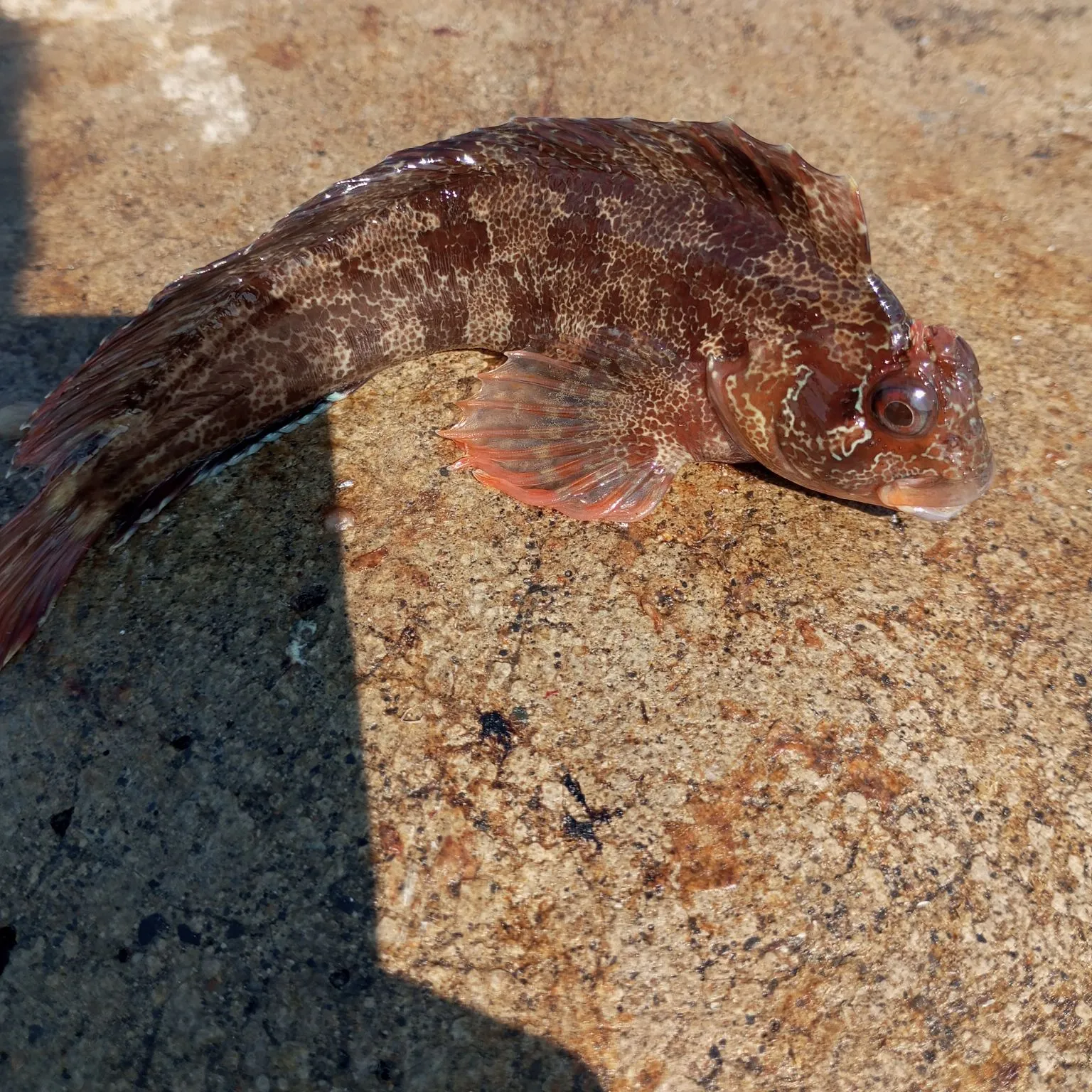 The most popular recent Tompot blenny catch on Fishbrain