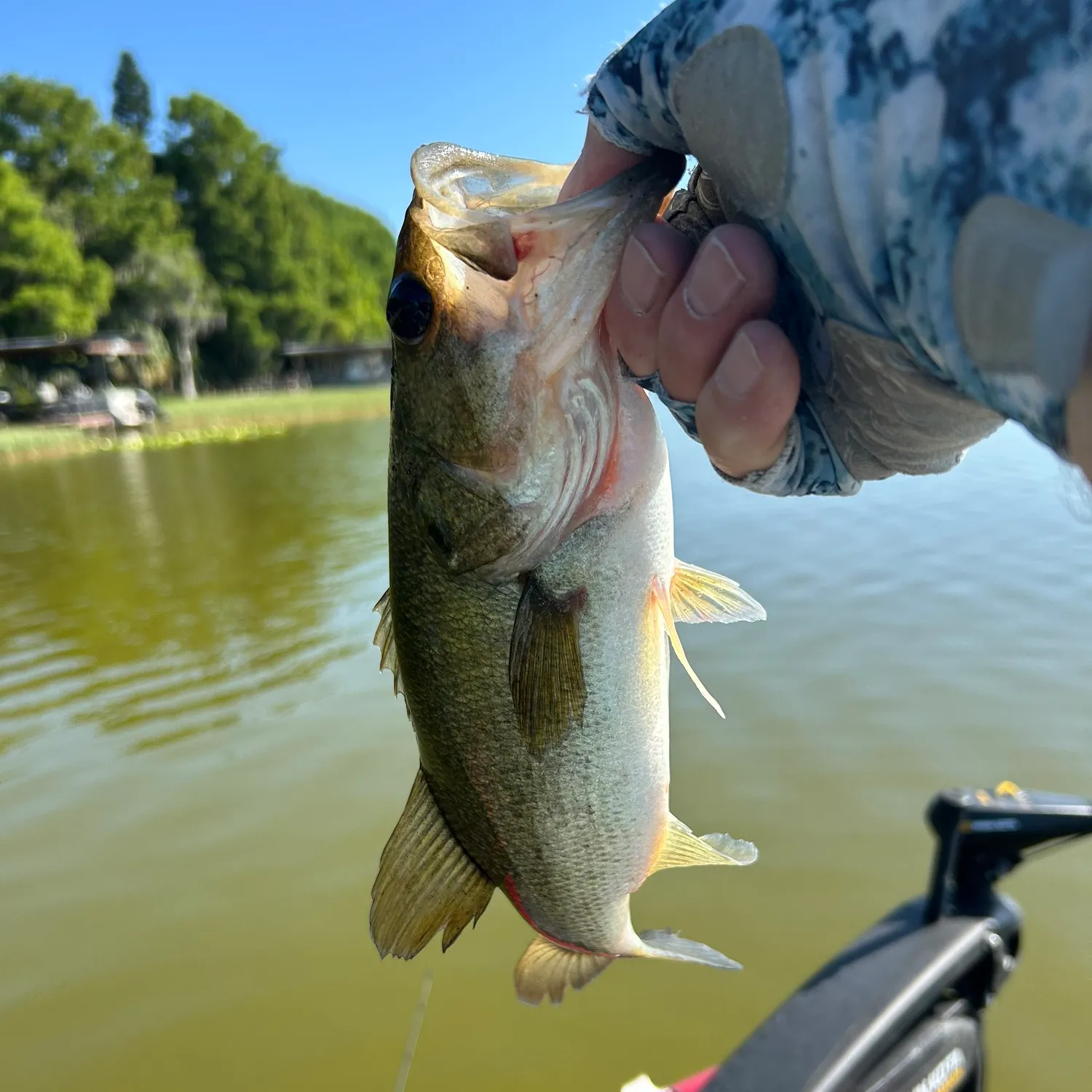 ᐅ Lake Eustis fishing reports🎣• Eustis, FL (United States) fishing