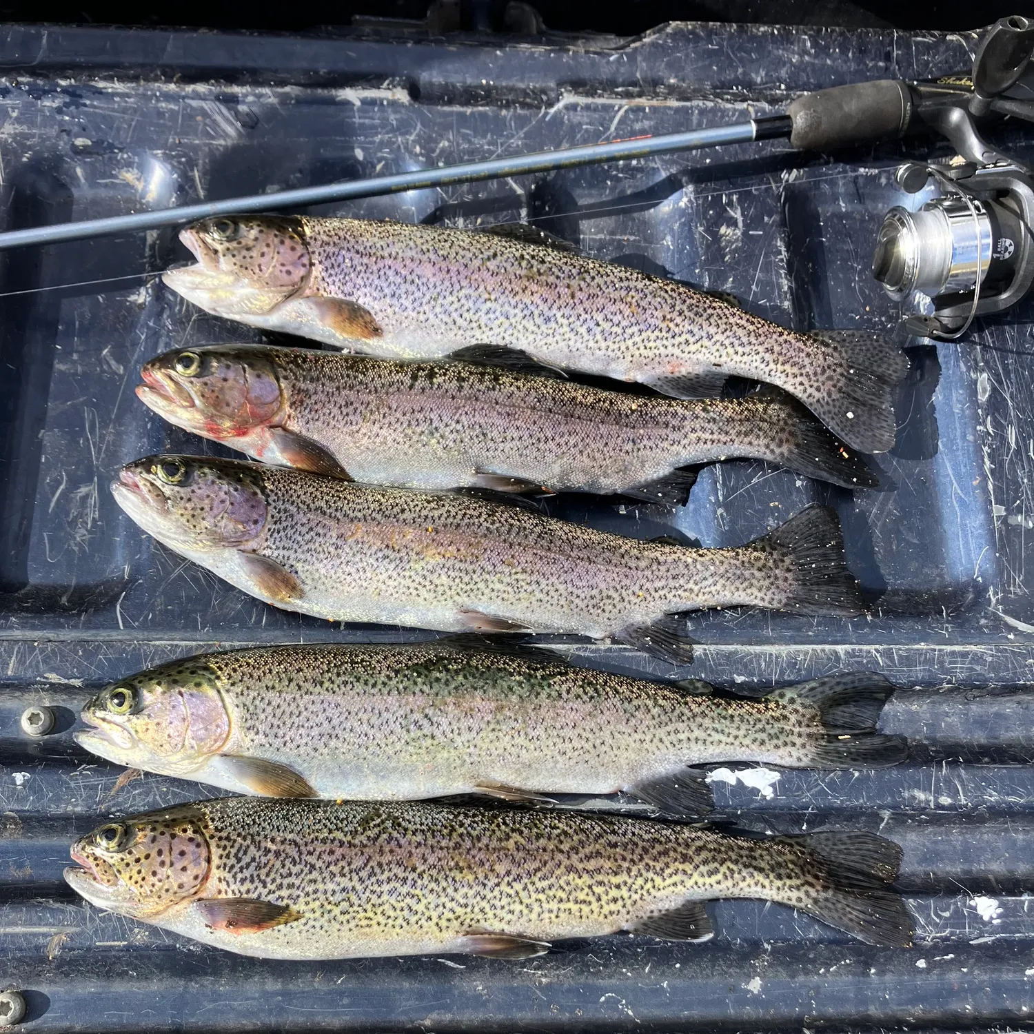 recently logged catches