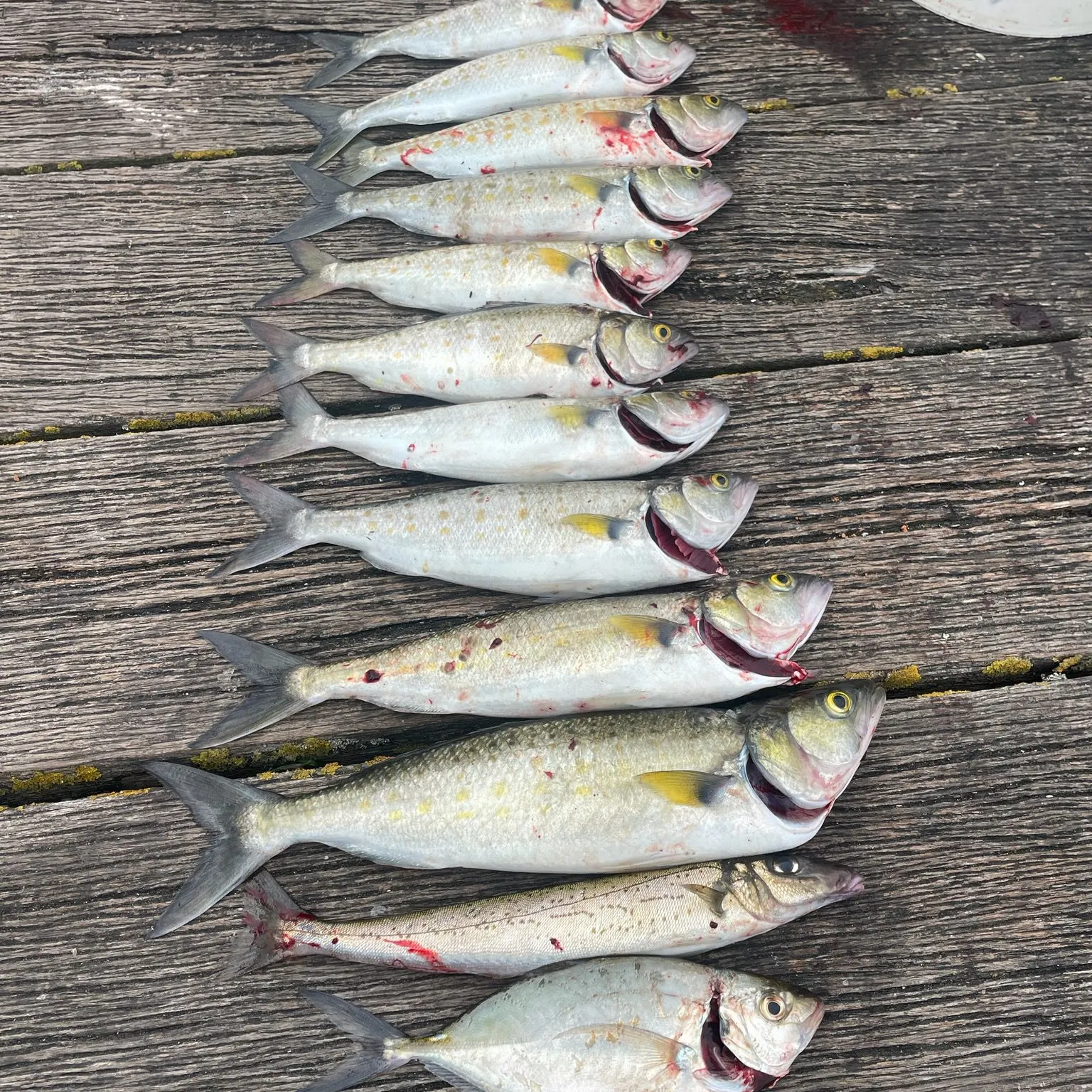 recently logged catches