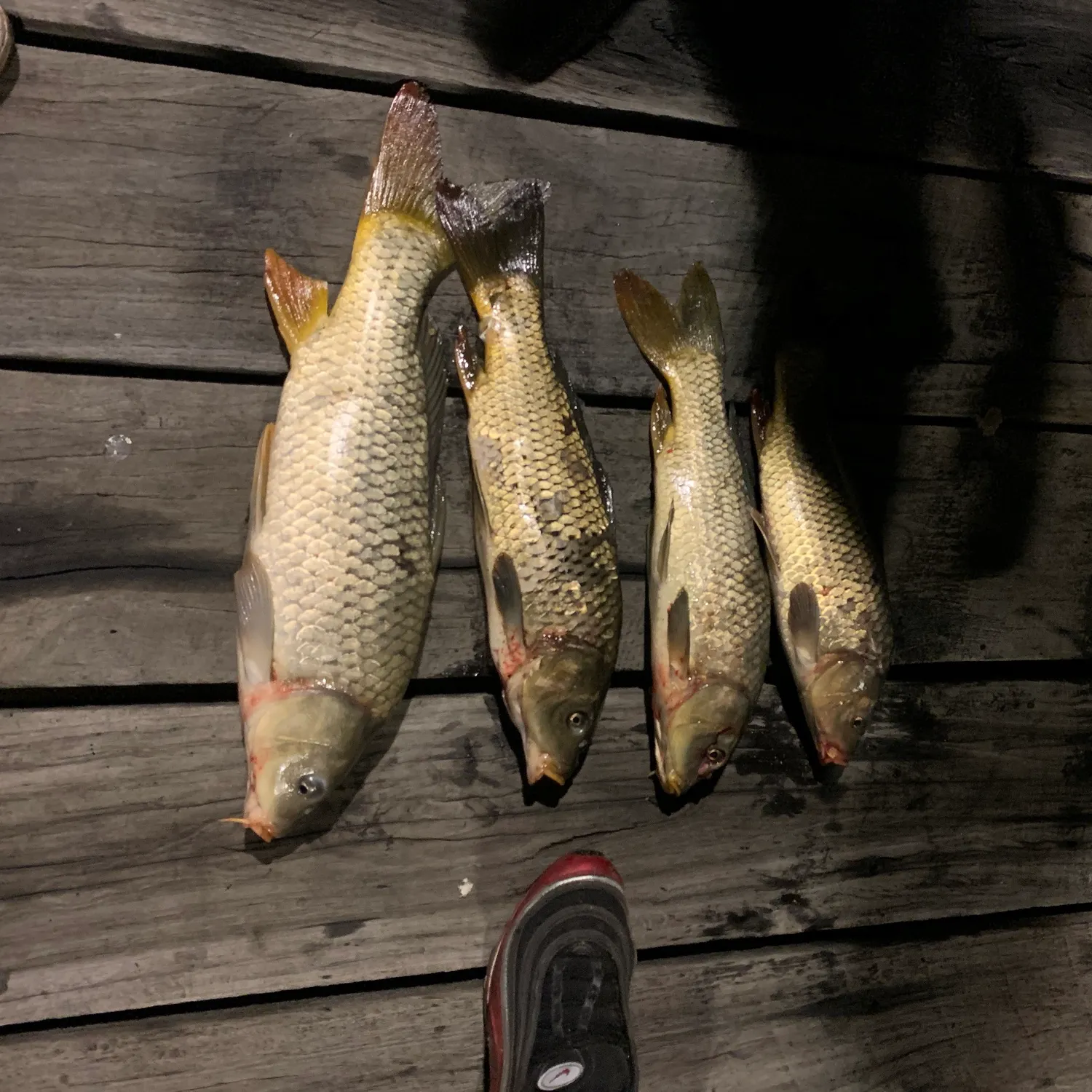 recently logged catches