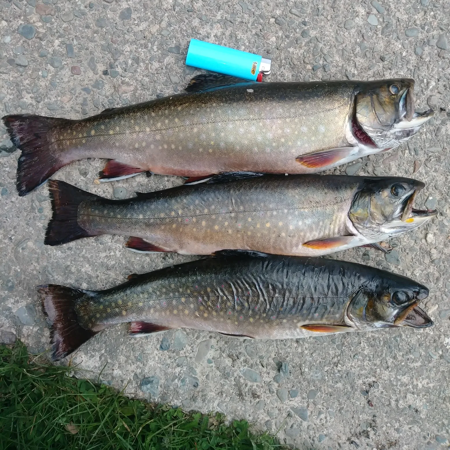 recently logged catches