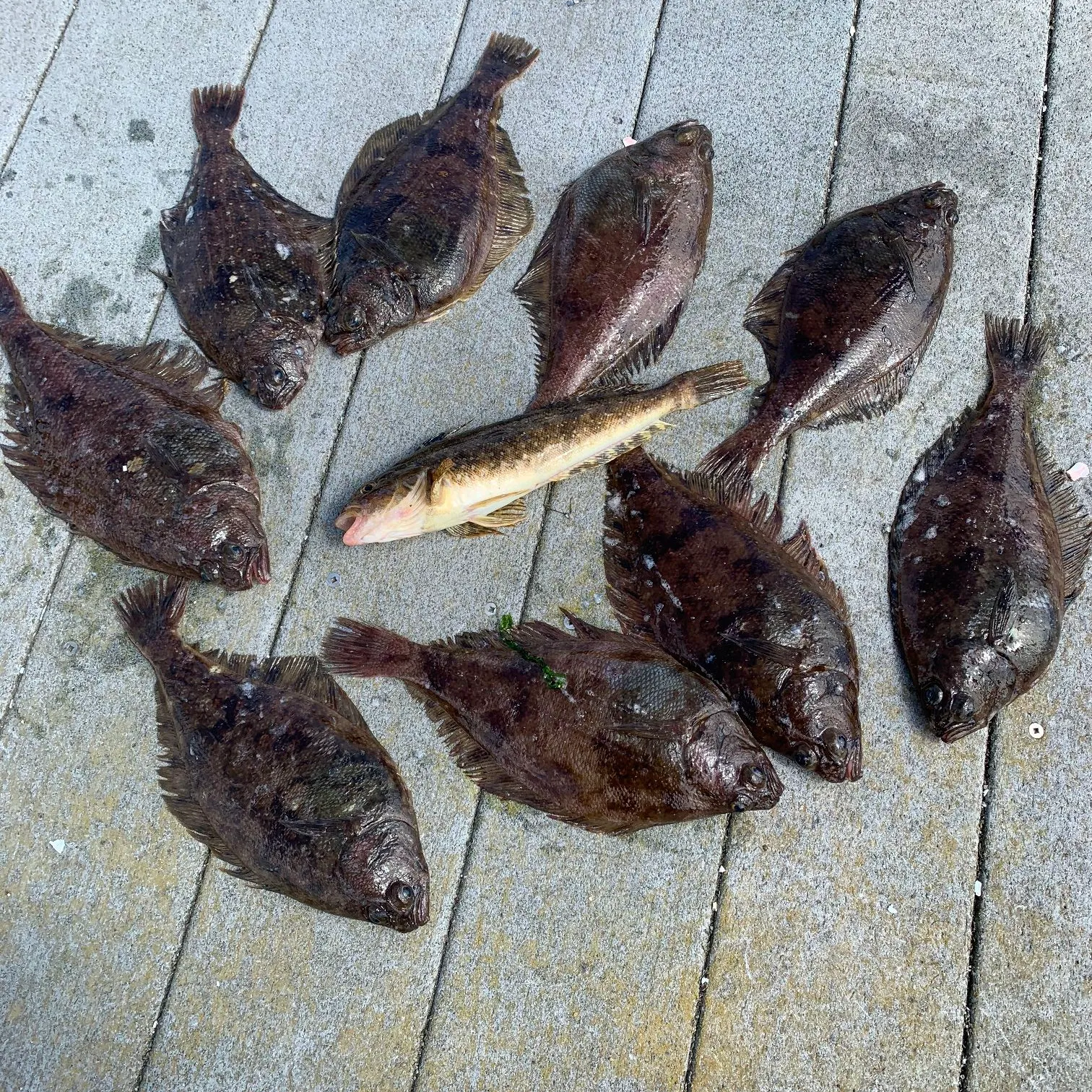 recently logged catches