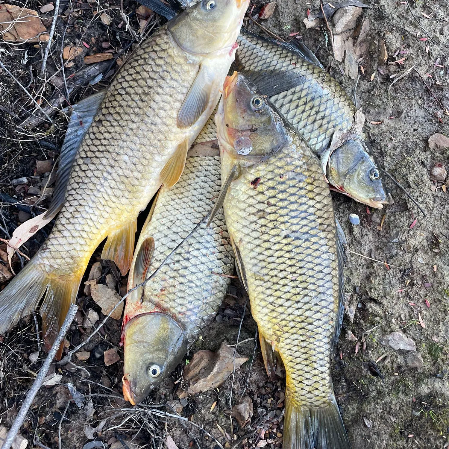 recently logged catches