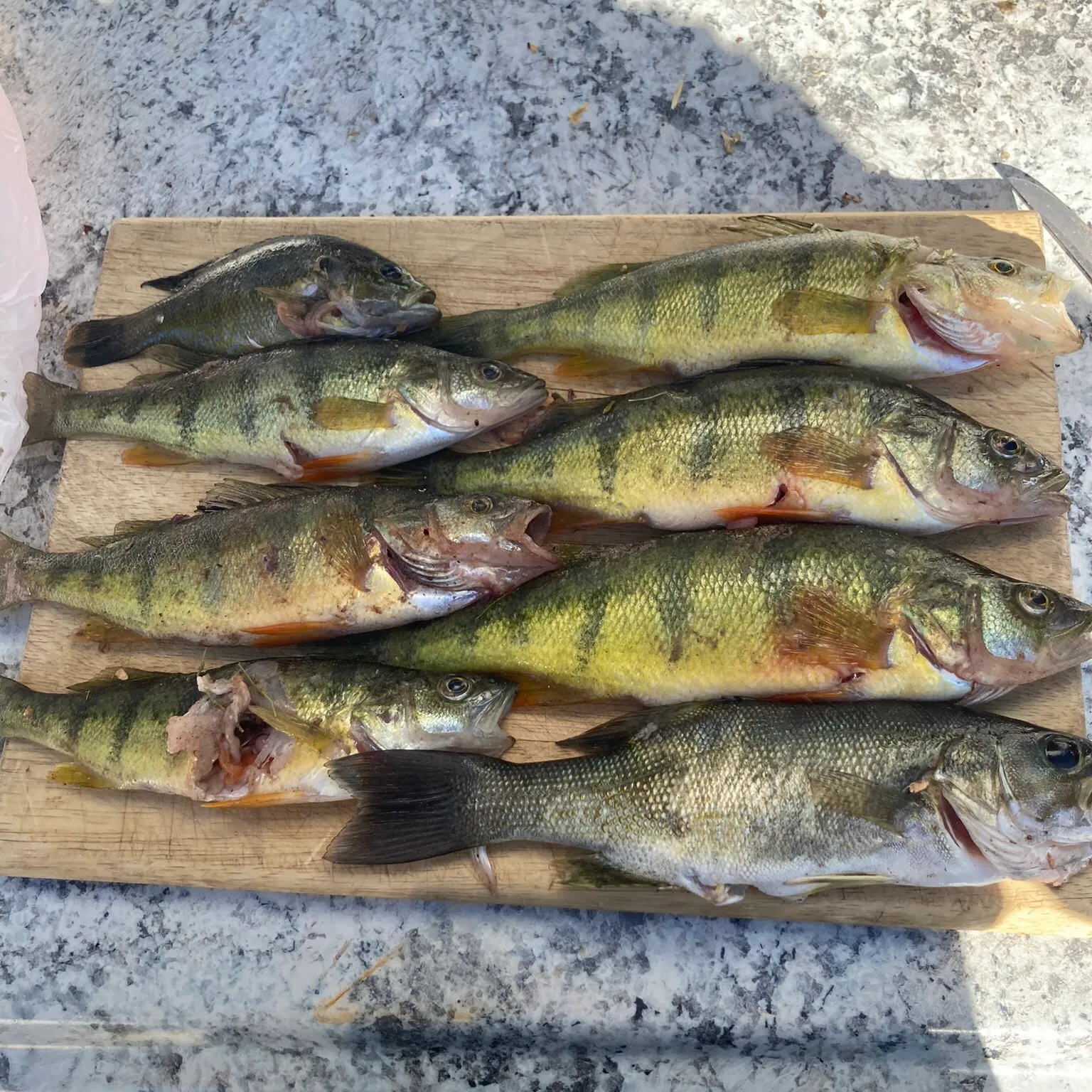 recently logged catches