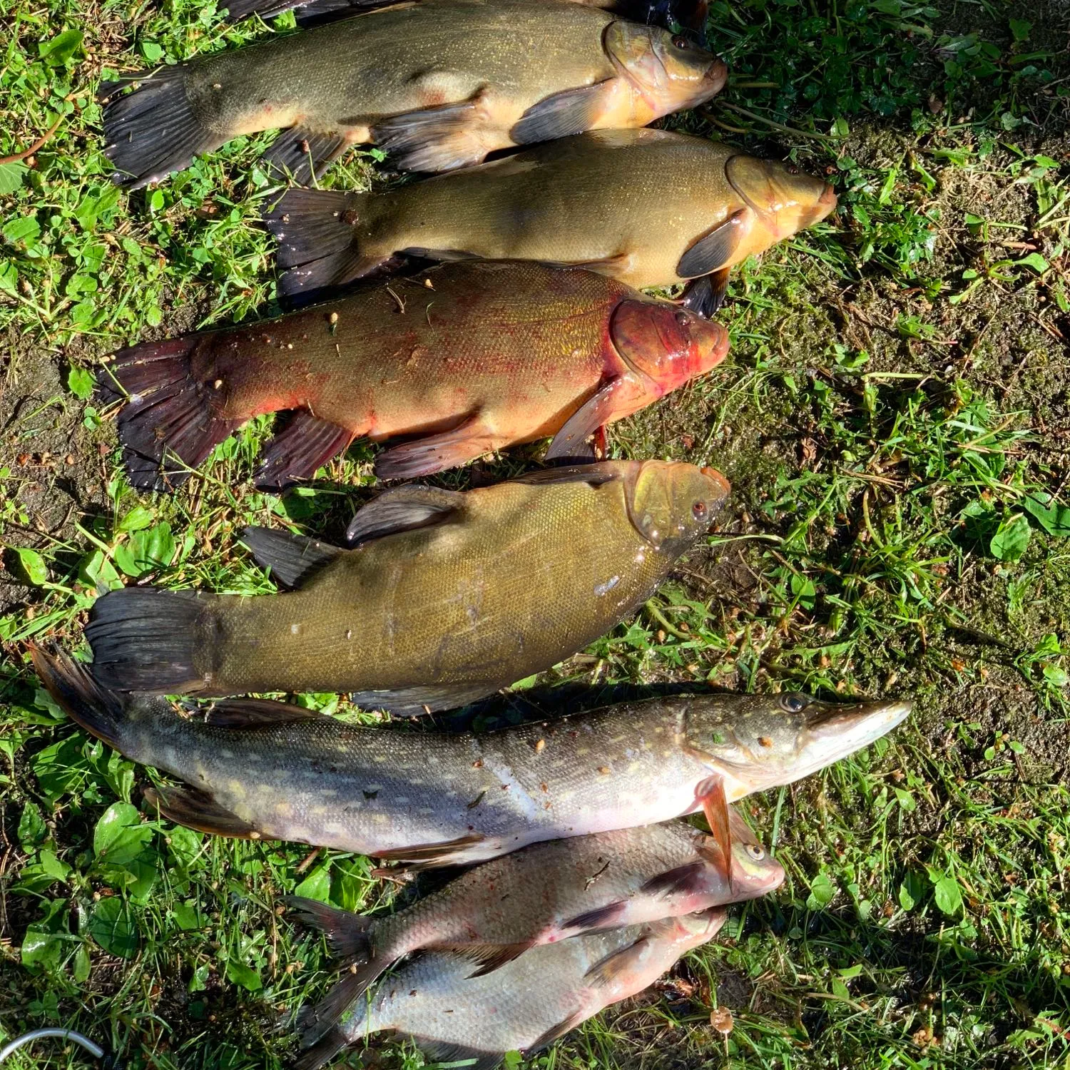 recently logged catches