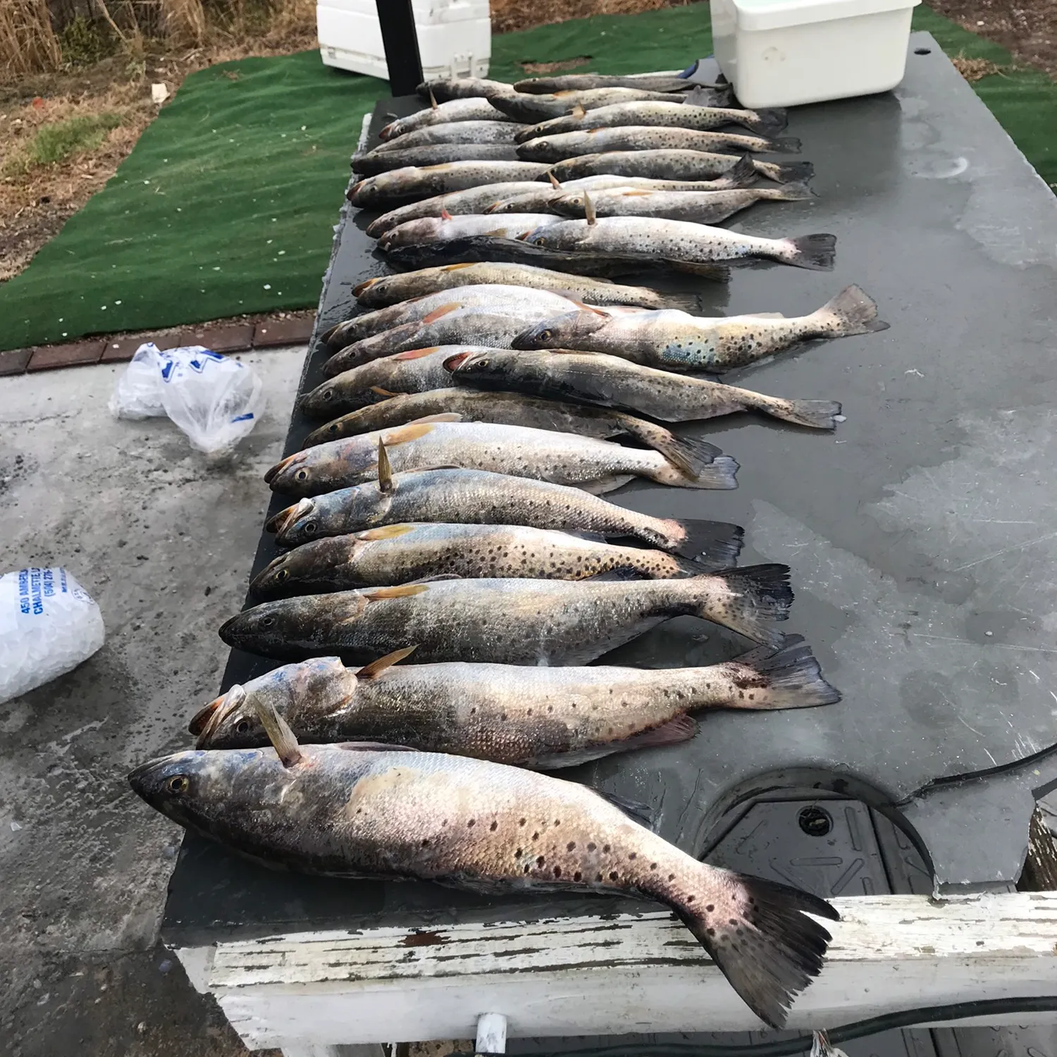 recently logged catches