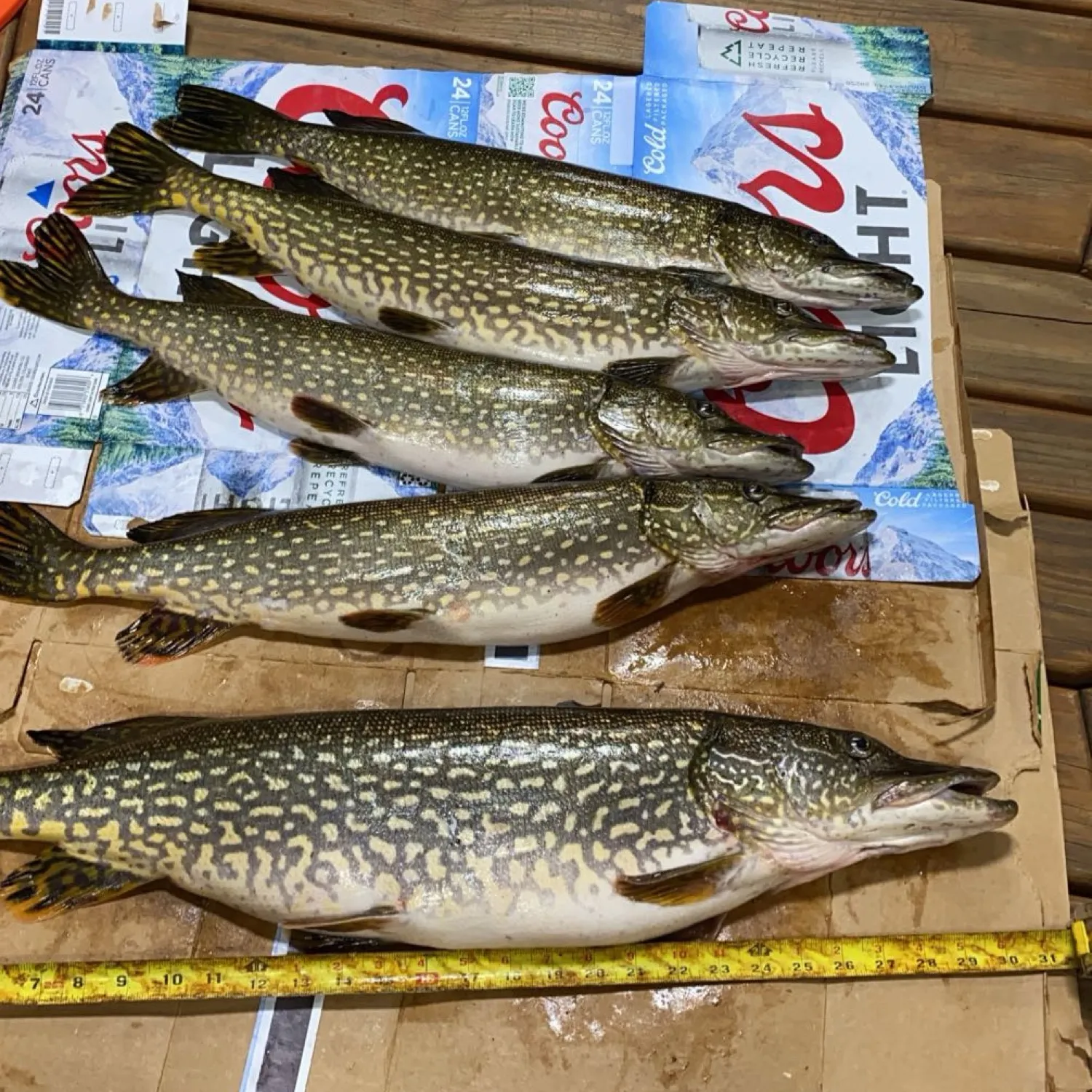 recently logged catches