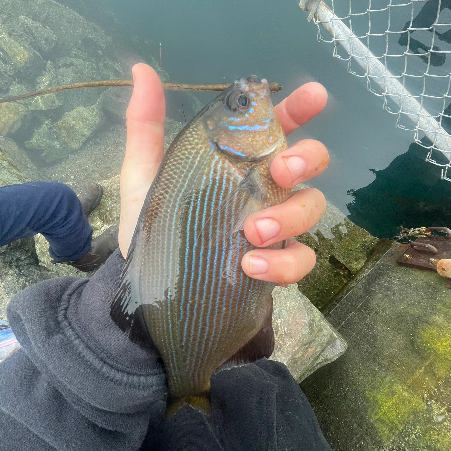 The most popular recent Silver surfperch catch on Fishbrain