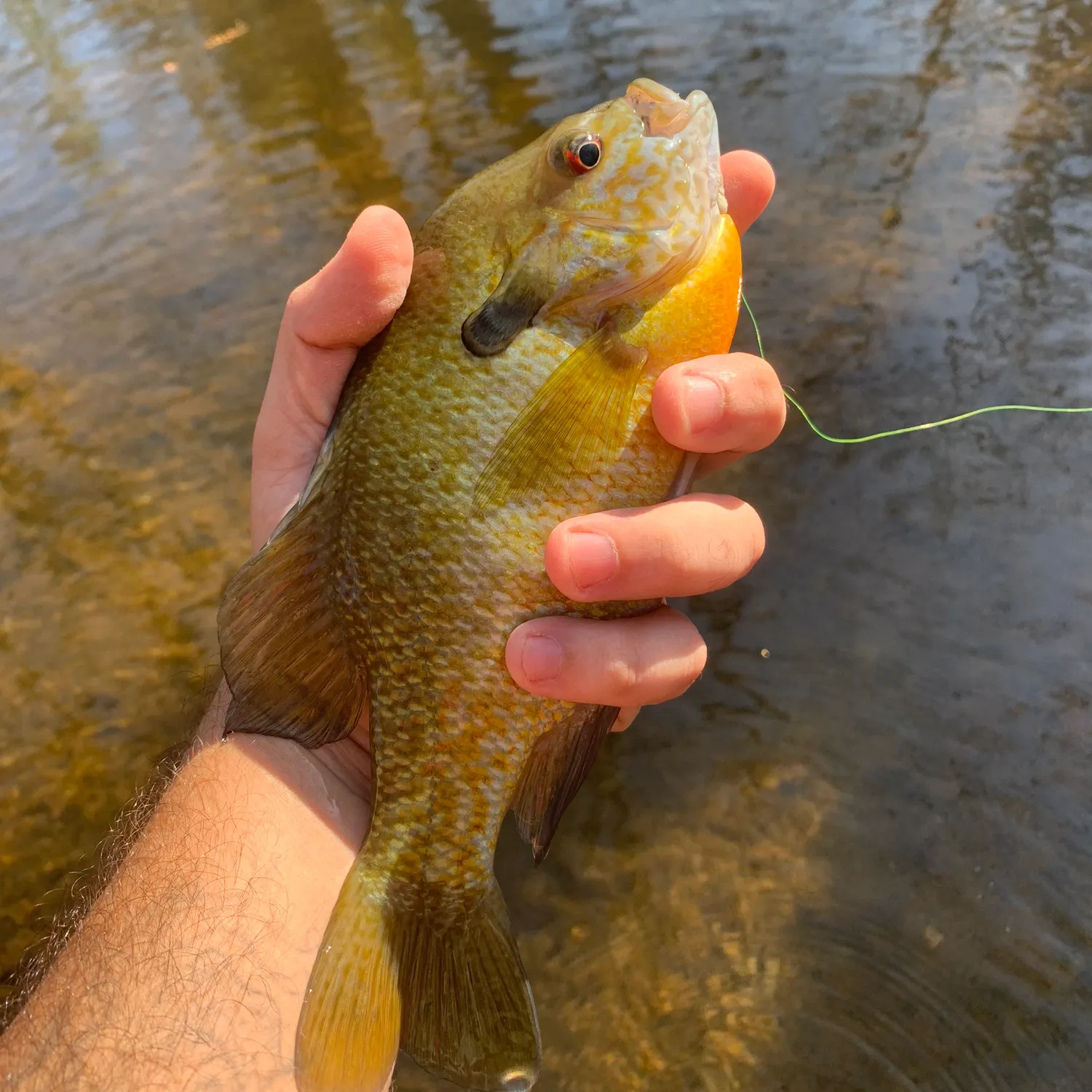 The most popular recent Redbreast sunfish x bluegill catch on Fishbrain